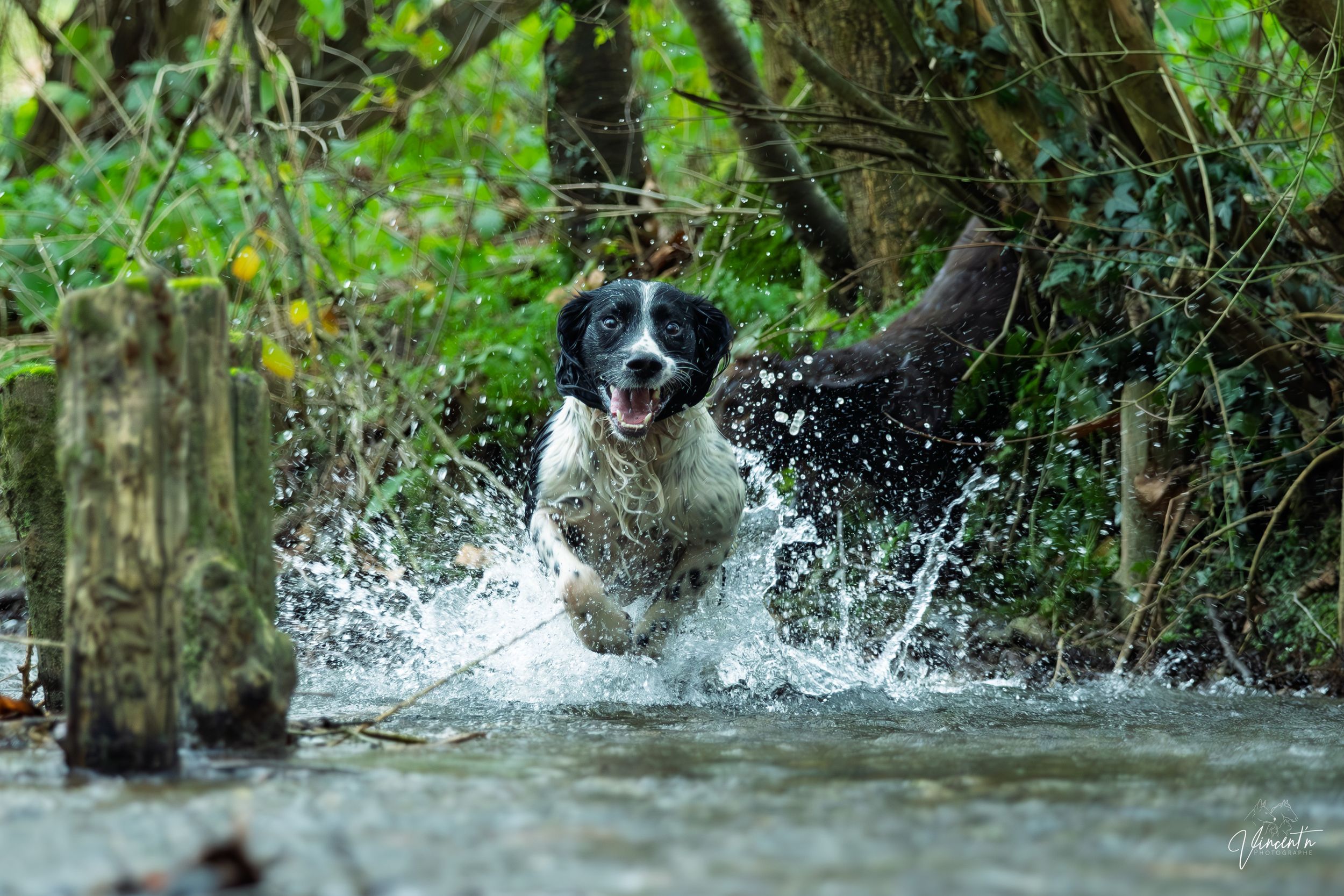 A chocolate Labrador retriever joyfully splashes through shallow water while playing in a stream.