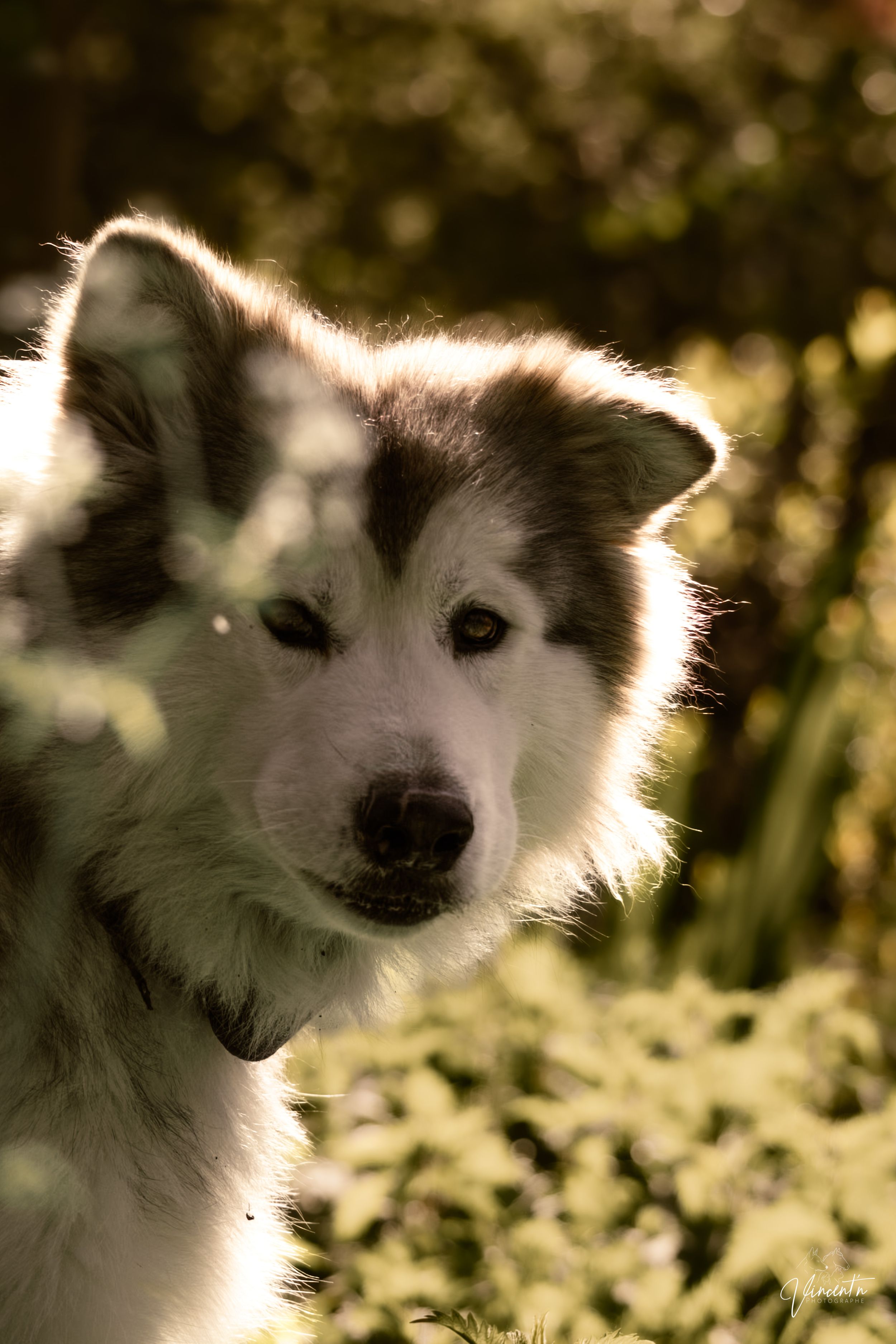 A majestic Alaskan Malamute dog with white and gray fur poses outdoors in a sunlit garden setting.