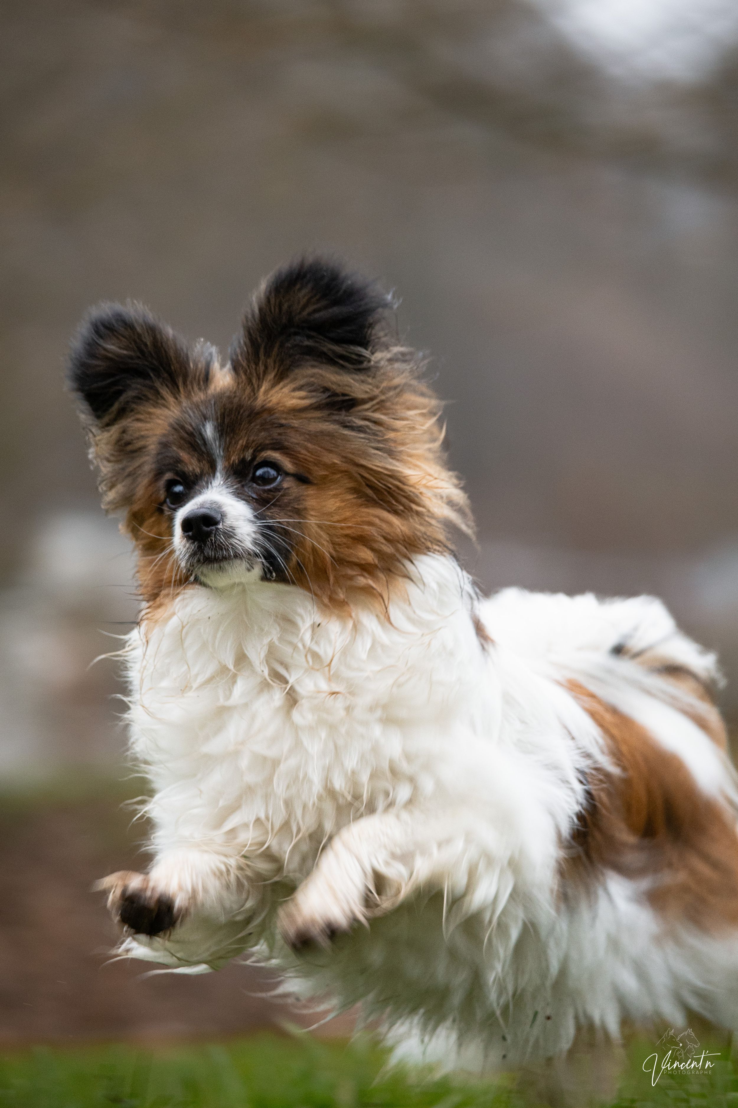 A brown and white Papillon dog runs gracefully through a blurred natural background with its fluffy fur flowing in motion.