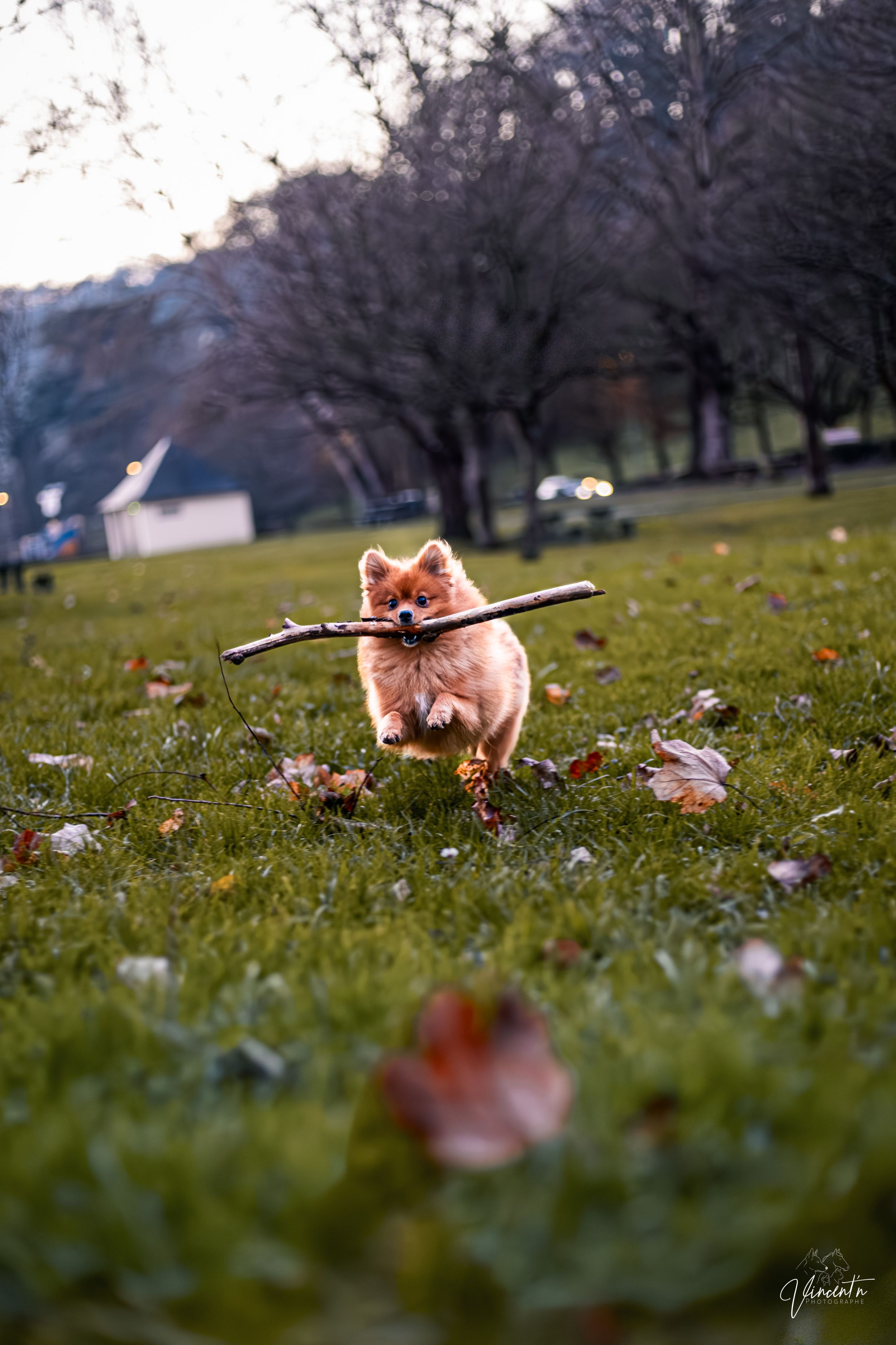 Playful Pomeranian dog carries stick while running through grass with autumn leaves scattered around.