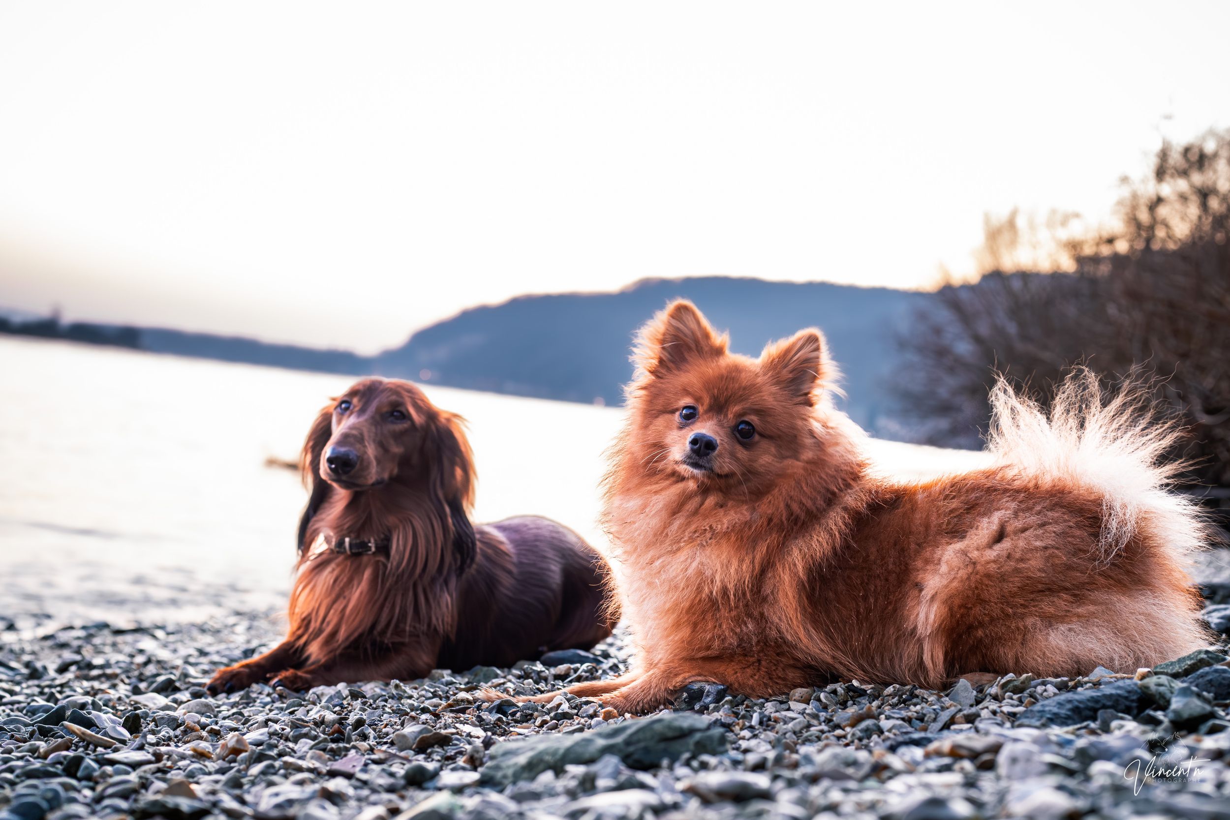 A Finnish Lapphund dog with reddish-brown fur lies in the snow against a scenic mountain backdrop.