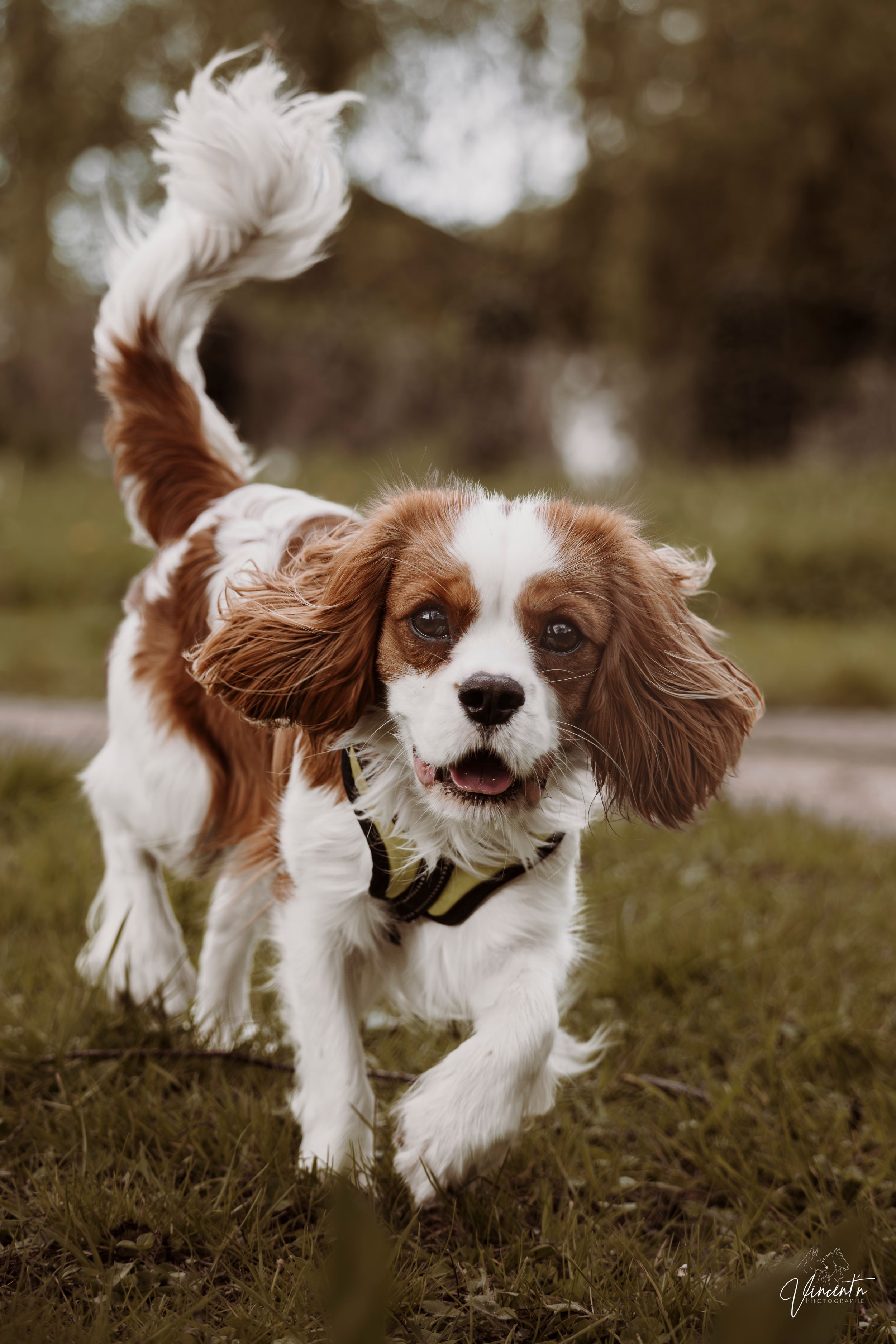 A Cavalier King Charles Spaniel runs playfully on grass, wearing a harness, with ears and tail flowing.