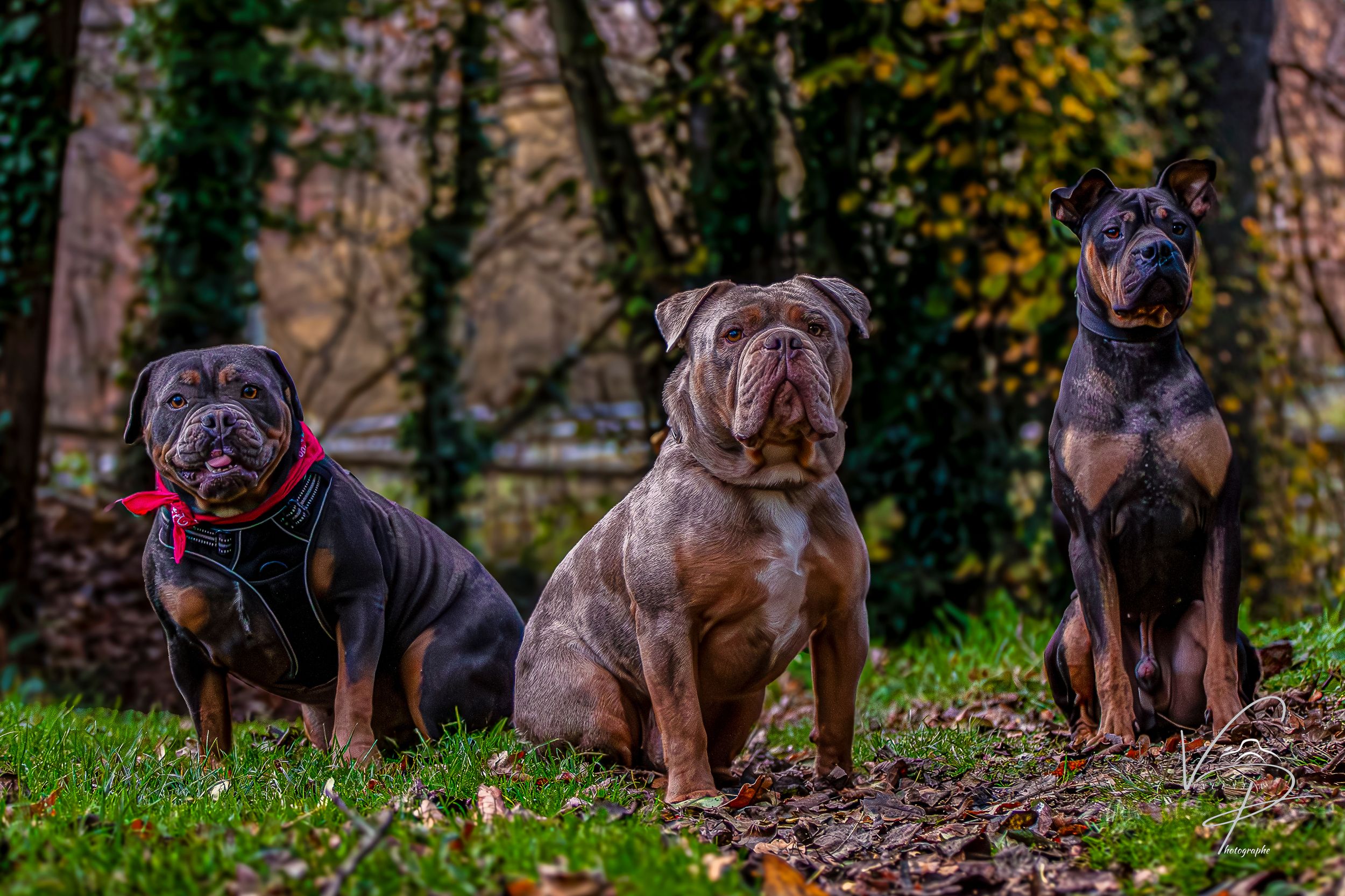 Group of French Bulldogs sitting together on grass in garden setting.