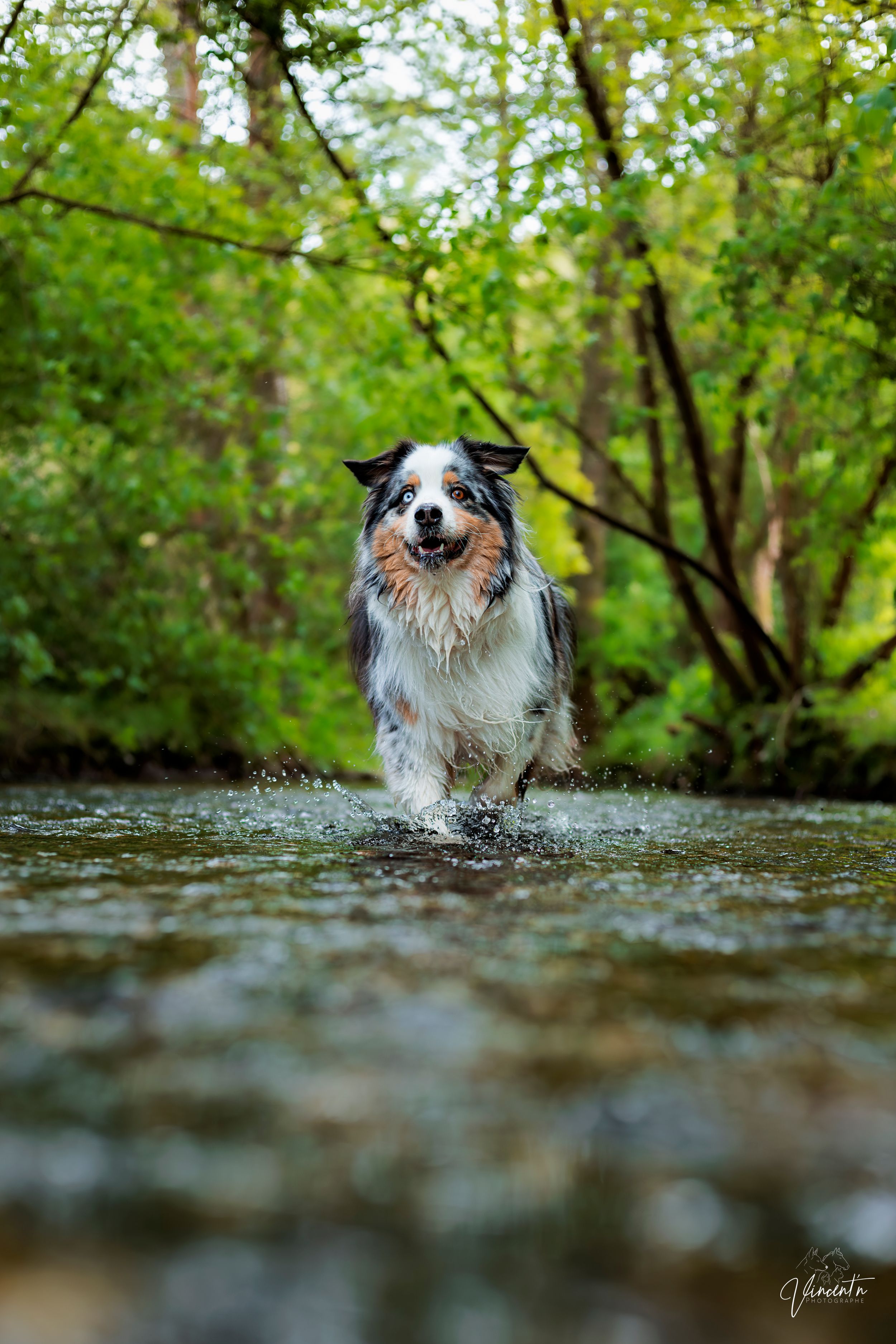 A wet Australian Shepherd dog runs joyfully through a shallow creek surrounded by lush green trees.