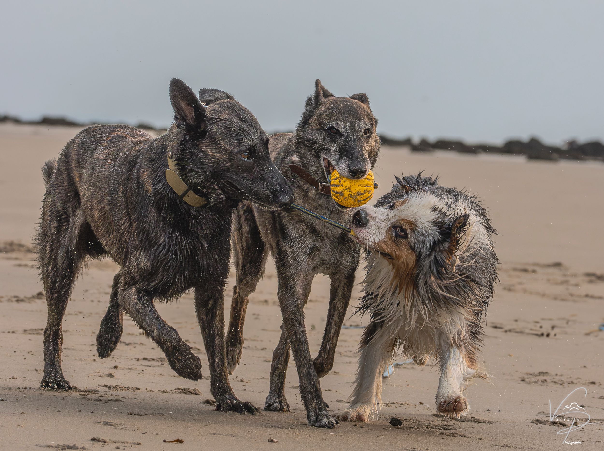 Group of wet dogs playing together on a sandy beach.
