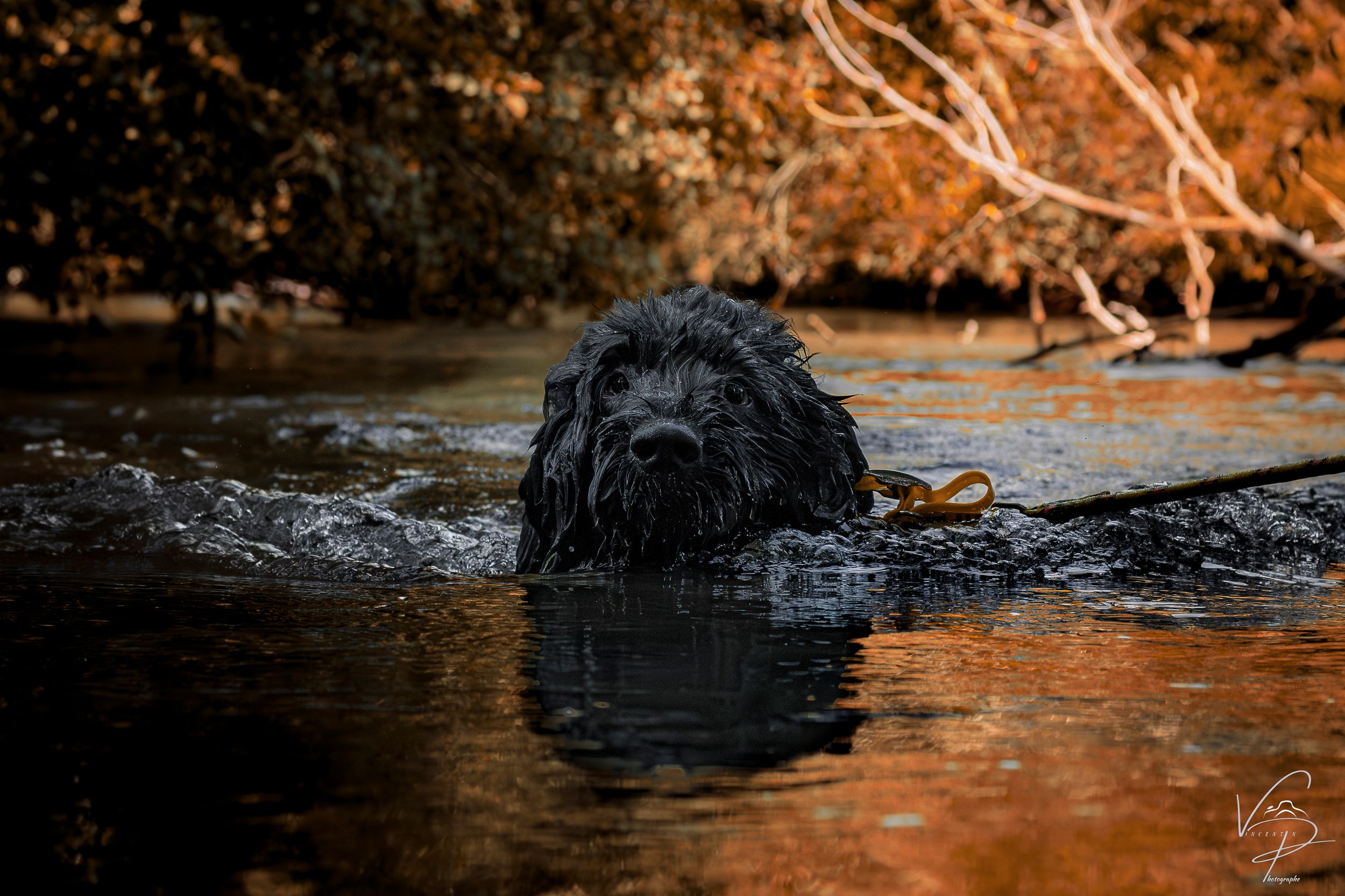 Dog swimming in orange-tinted water creating splashing ripples.