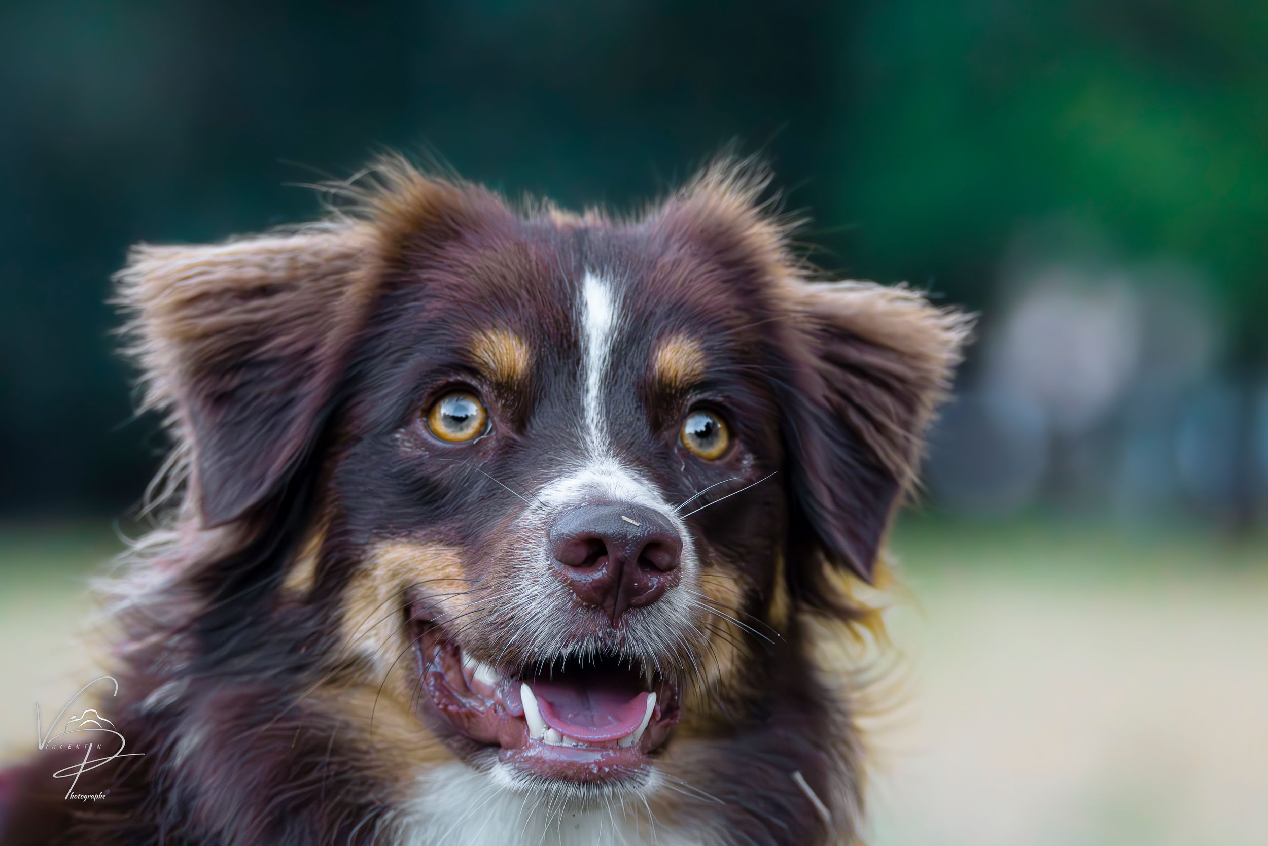 Happy brown and white dog with expressive smile outdoors.