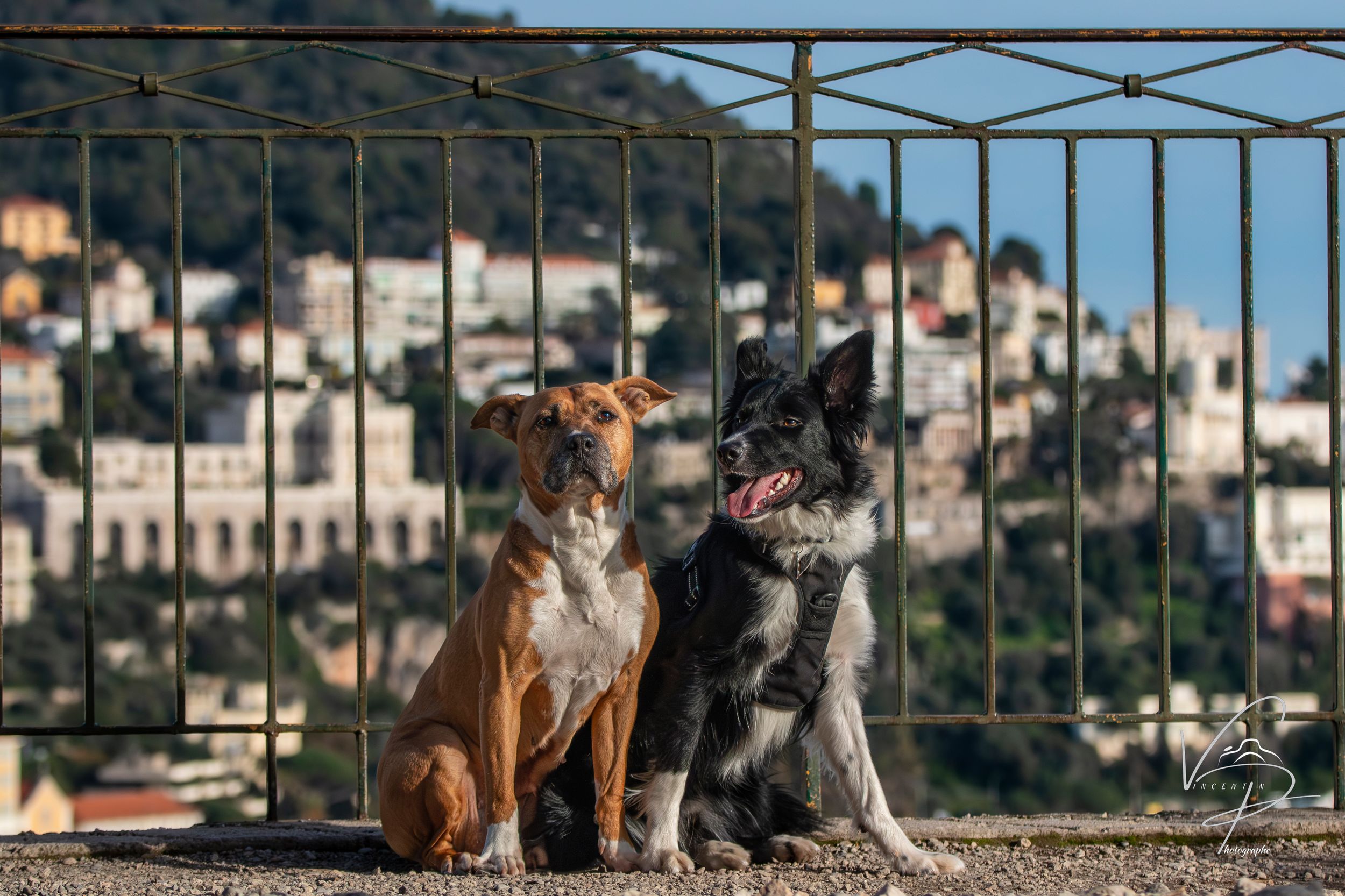 Three dogs sitting together on a stone wall overlooking a coastal hillside town.