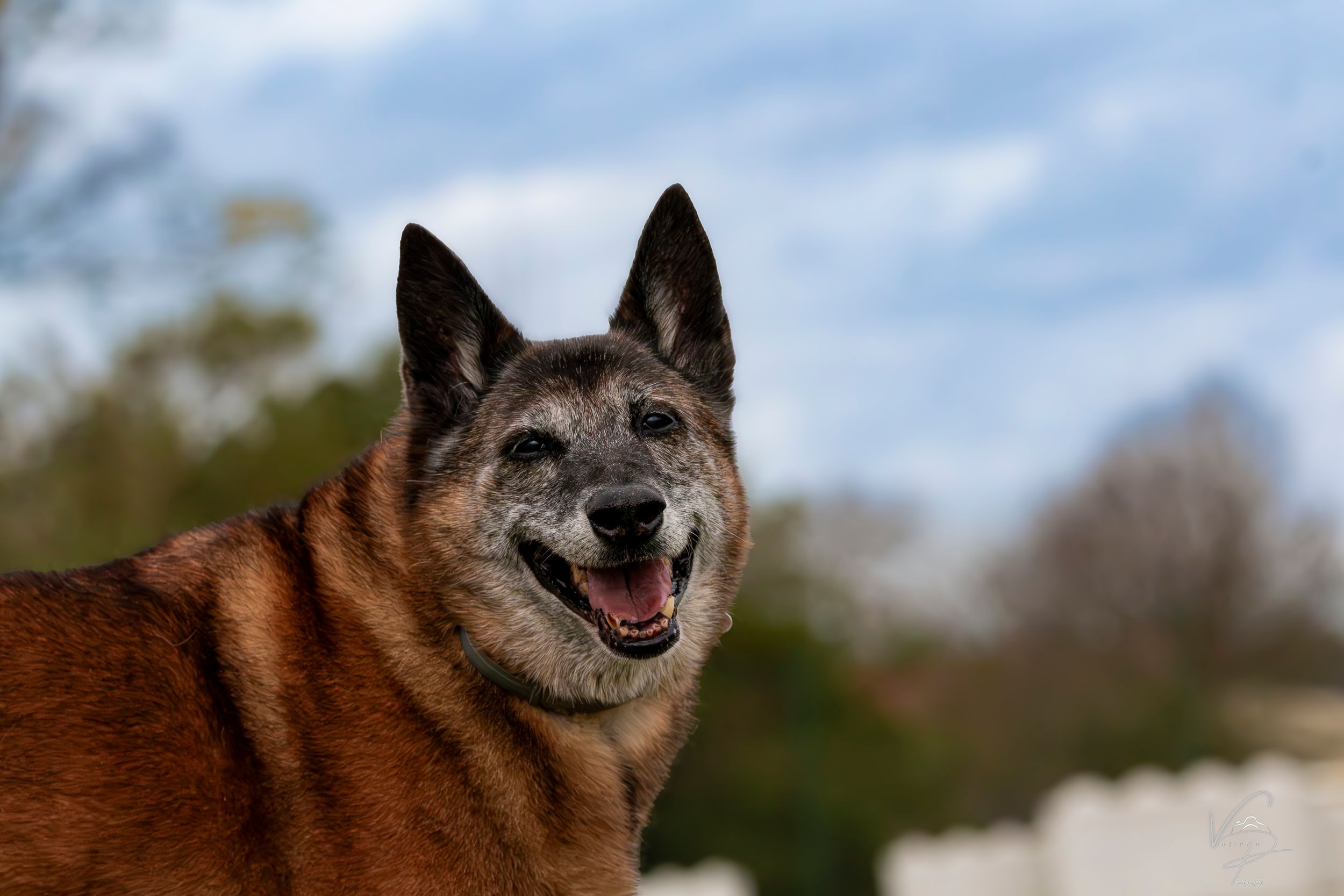 Portrait series of a happy German Shepherd dog with expressive facial expressions.