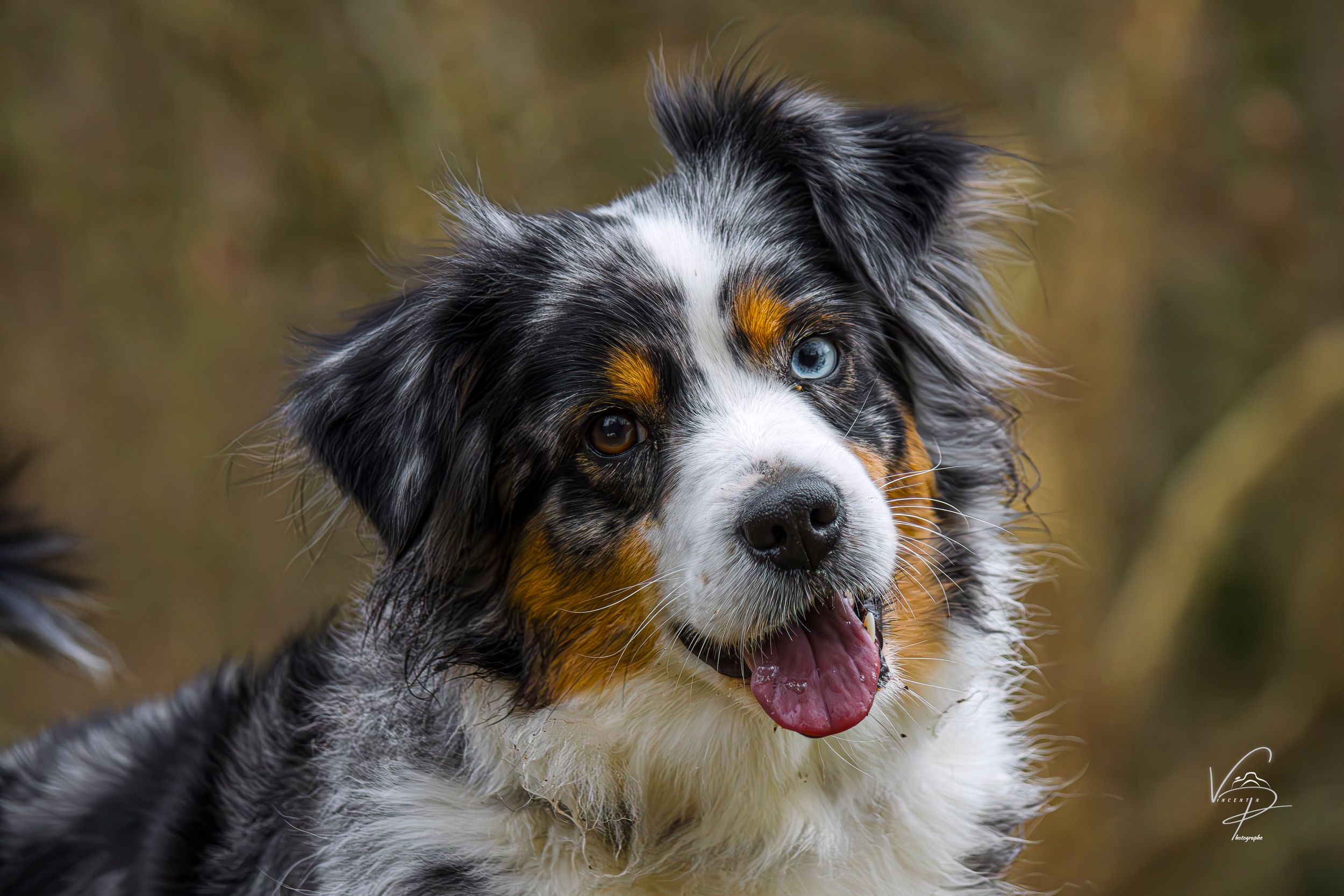 Australian shepherd dogs with tri-colored coats looking attentively in an outdoor setting.
