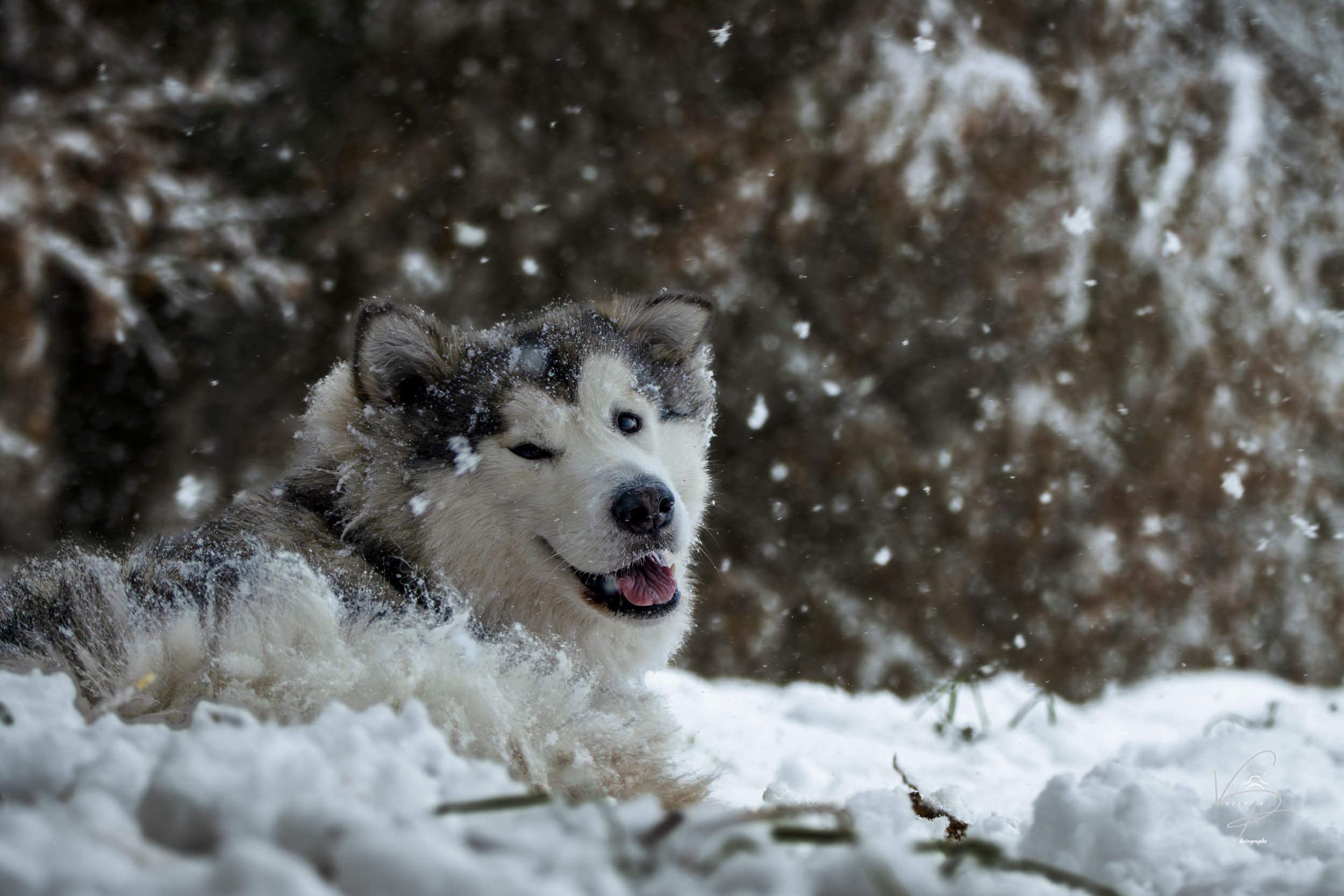 Dog playing in fresh snow with snowflakes falling around them.