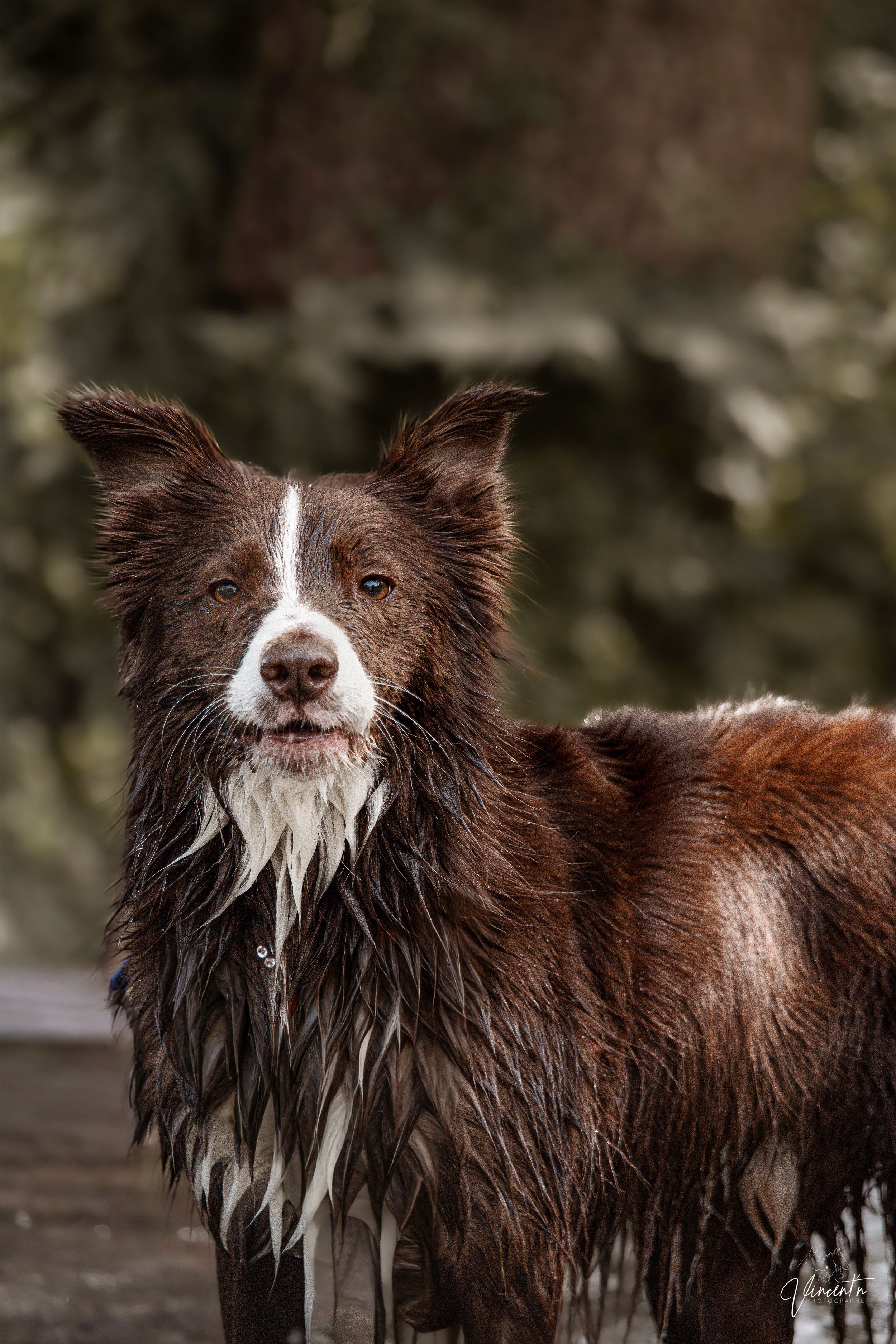 Wet brown and white Border Collie dog standing outdoors with damp fur, looking directly at the camera.