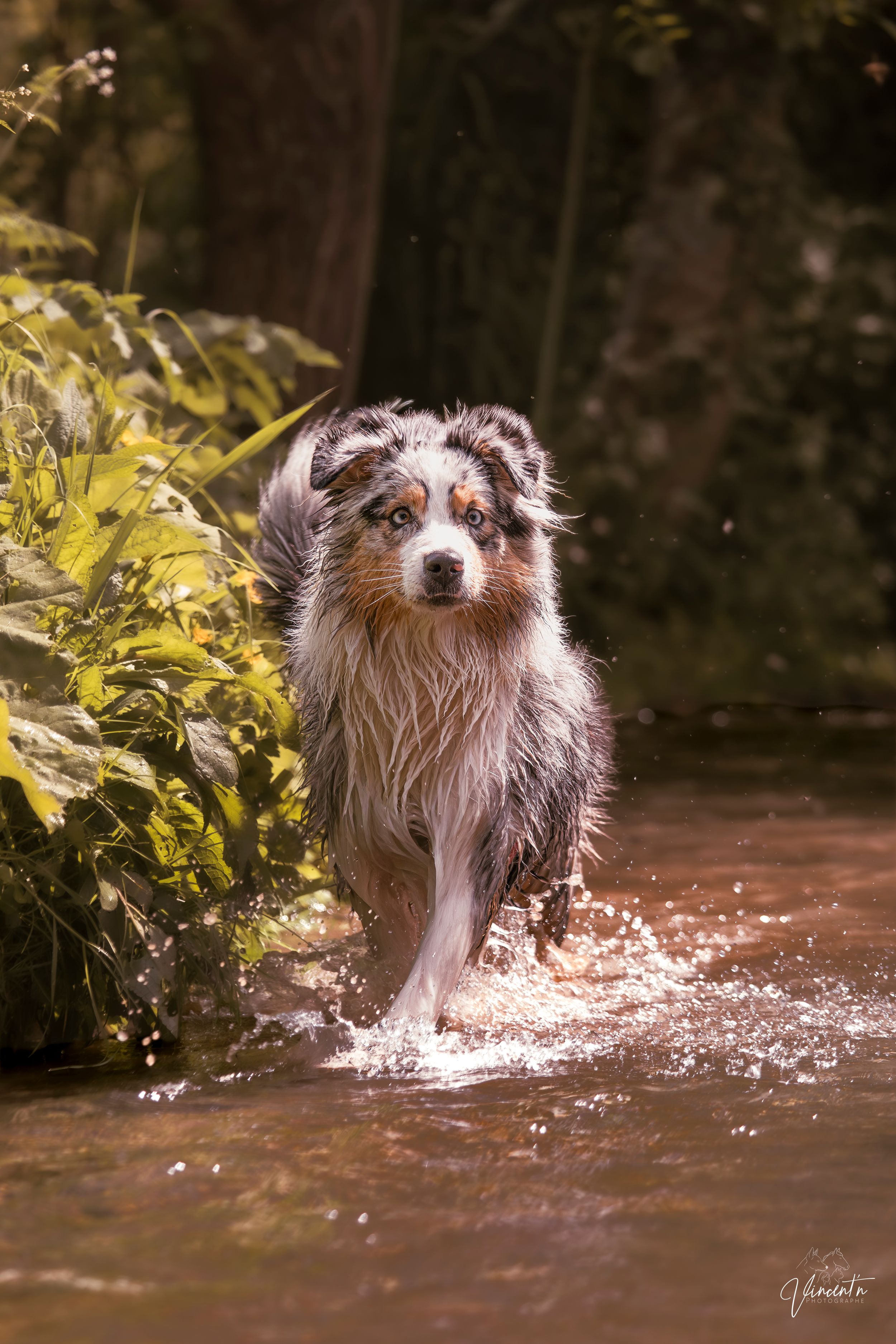 Wet Australian Shepherd dog running through a shallow creek surrounded by lush green forest vegetation.