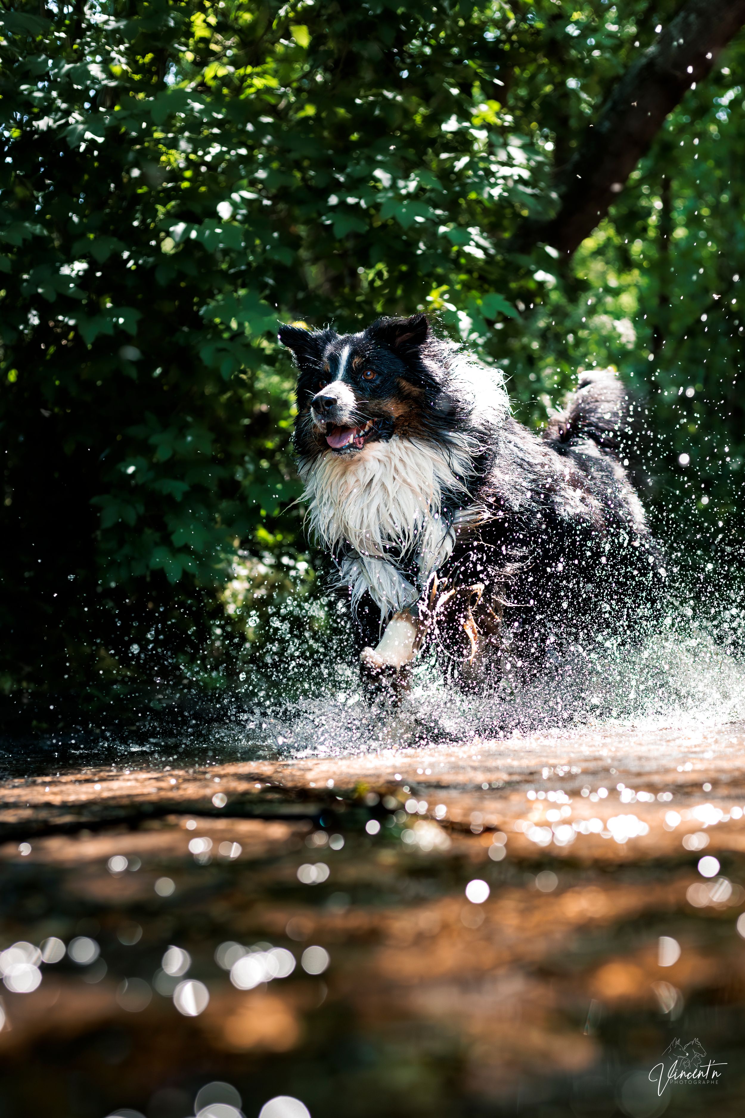 A black and white Border Collie runs joyfully through a shallow stream, splashing water in a lush green forest.