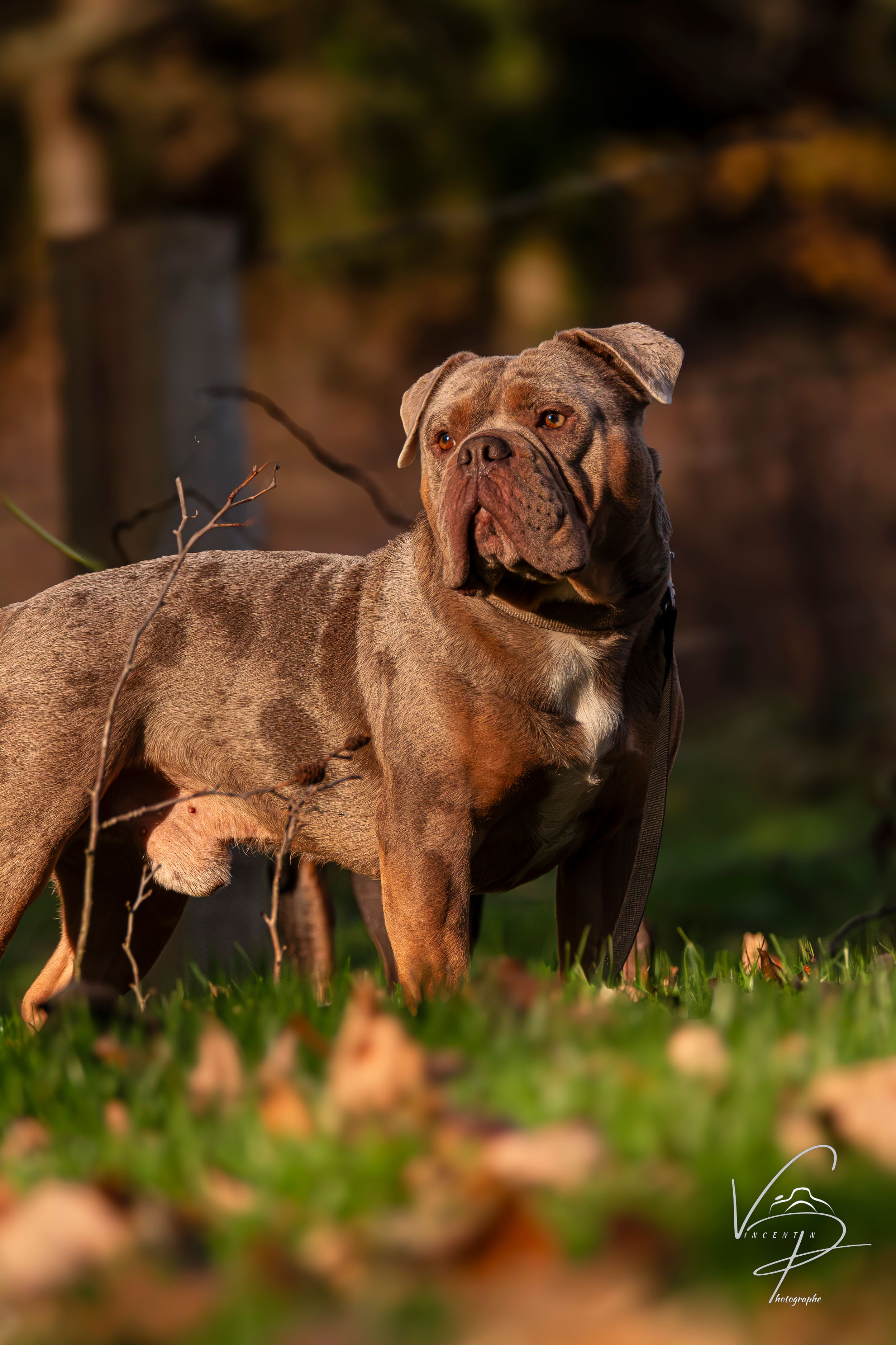 Pack of brown French Bulldogs standing in grass during golden hour.