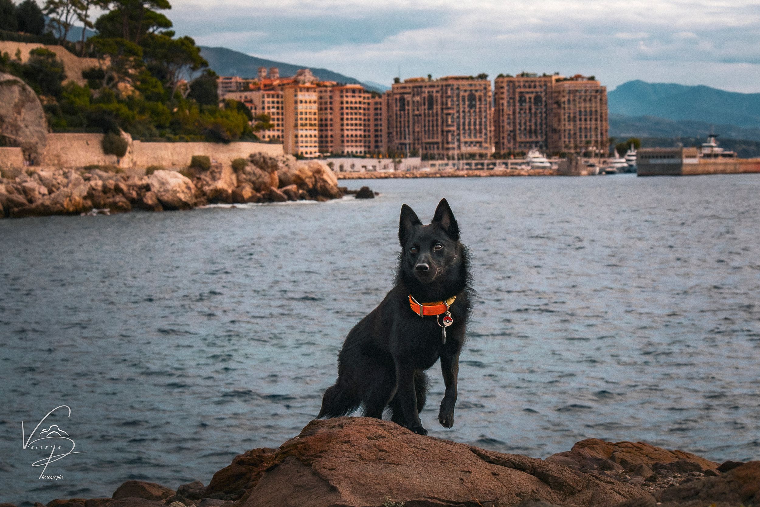 Black dog sitting on rocky shoreline with city buildings in background.