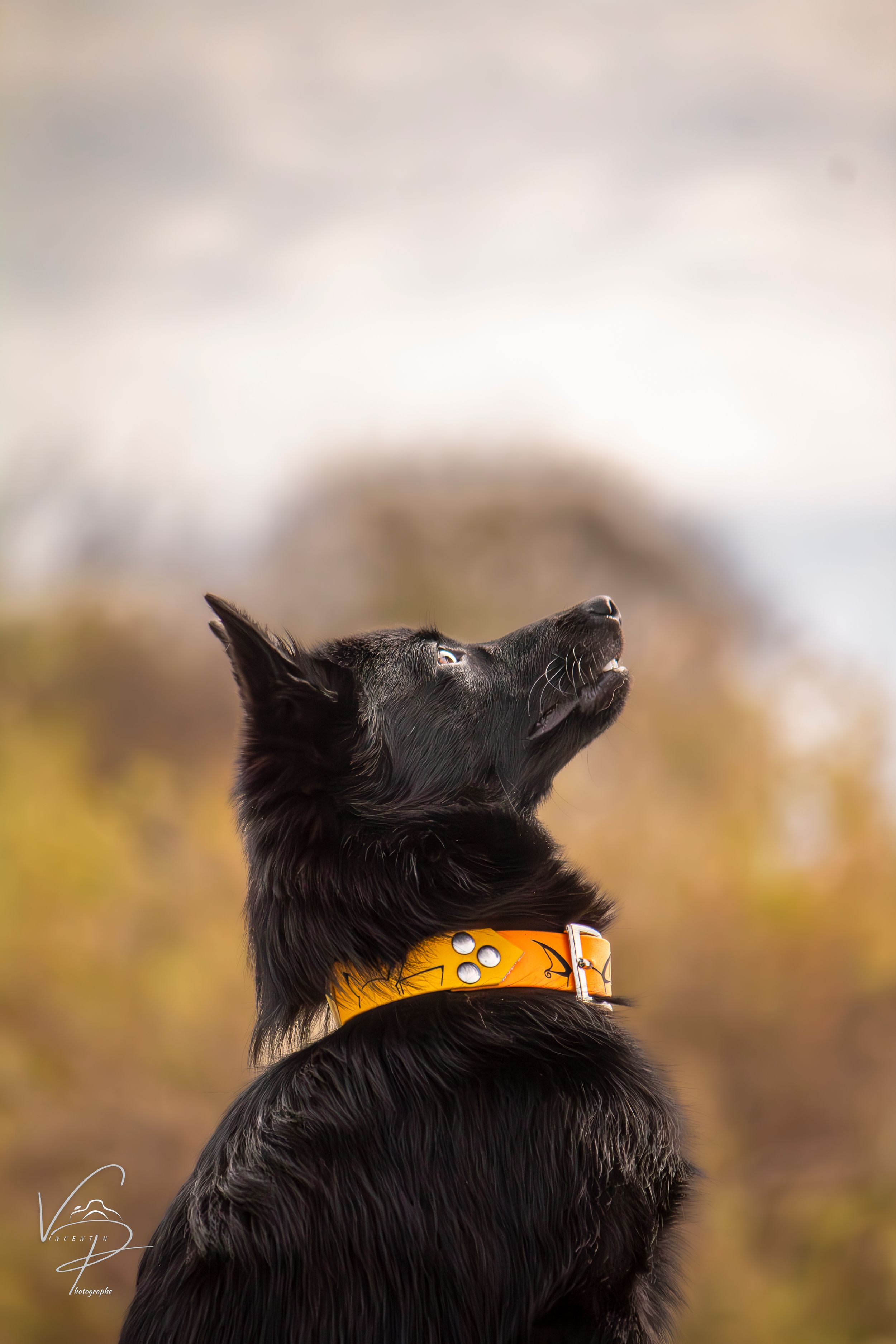 Black dog wearing orange collar looking up against blurred autumn background.