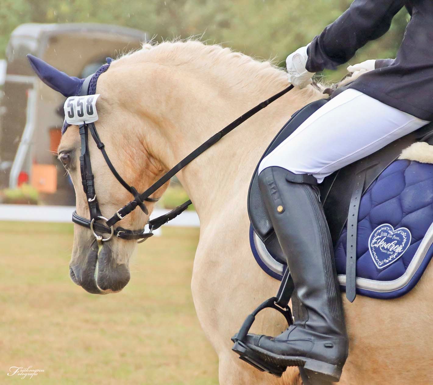 Helles Pferd in Dressurprüfung mit Reiter und Turniernummer auf dem Reitplatz