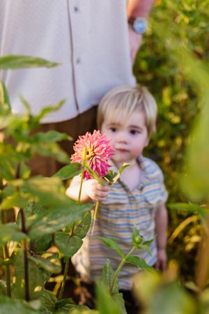 A child peeks through blooming pink dahlia flowers in a lush summer garden.