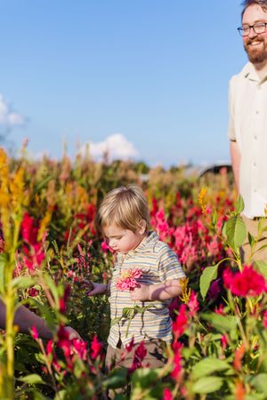 A field of vibrant pink and red celosia flowers stretches out under a bright blue sky.