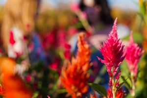 Close-up view of bright pink and orange celosia flowers blooming in a garden.