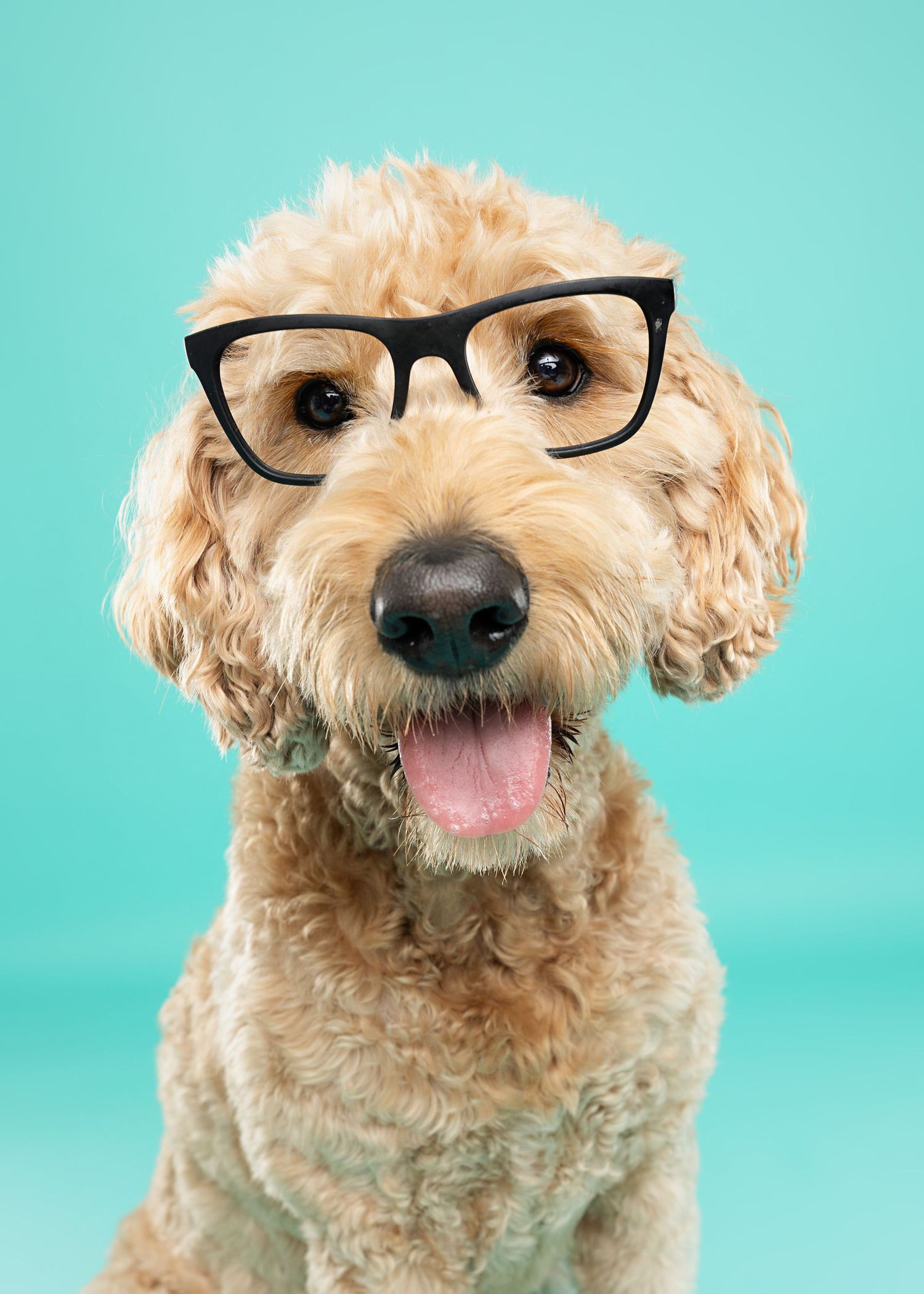 Cute goldendoodle dog wearing black-rimmed glasses smiling against turquoise background.