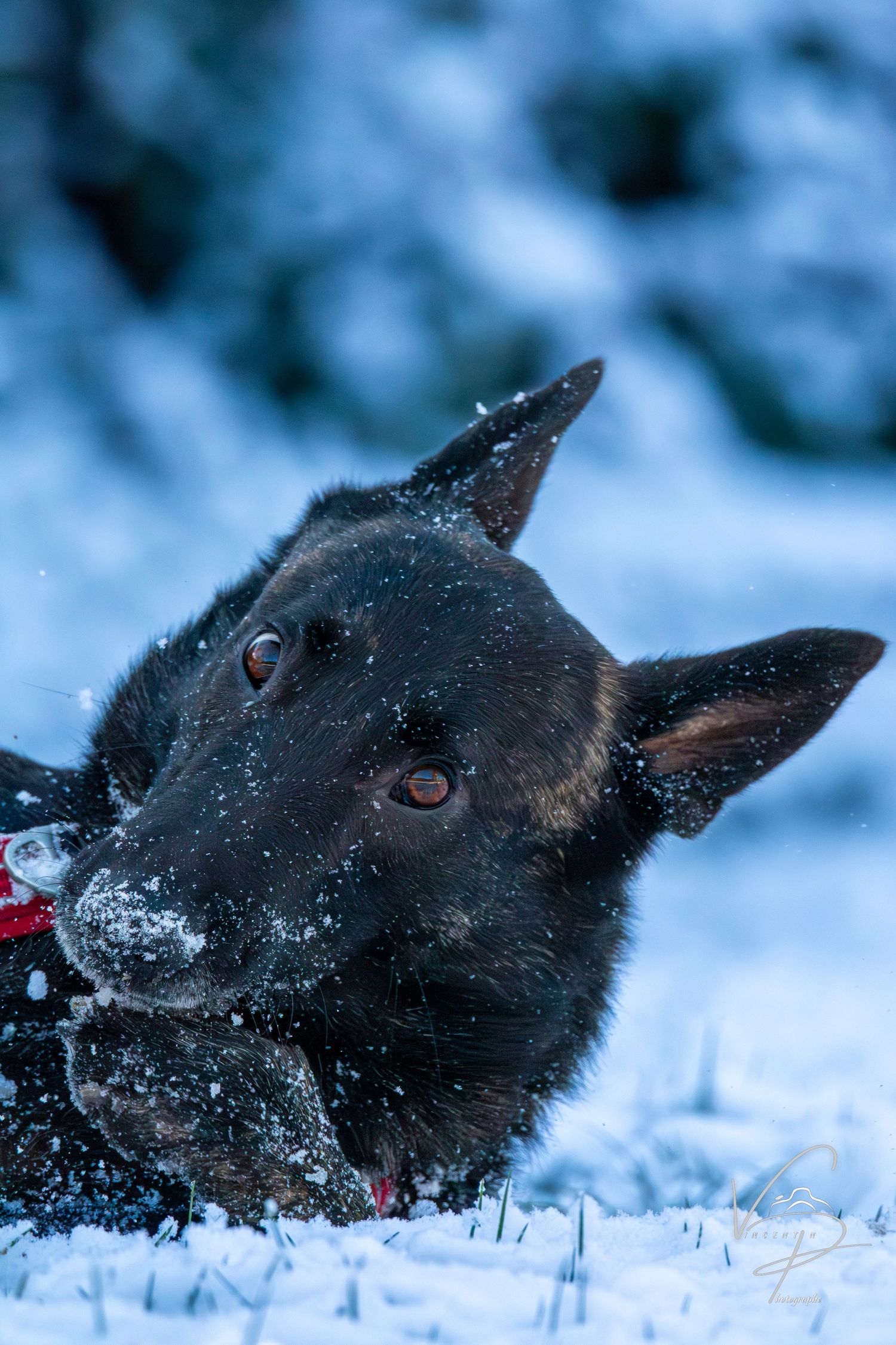 Close up portrait of a black dog with snow flakes on its face playing in winter snow.