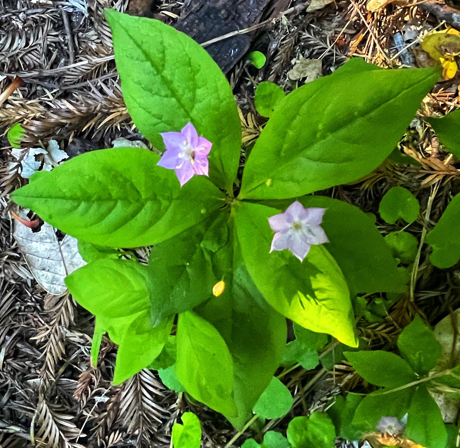 A cluster of small purple wildflowers blooming among bright green leaves in a garden setting.