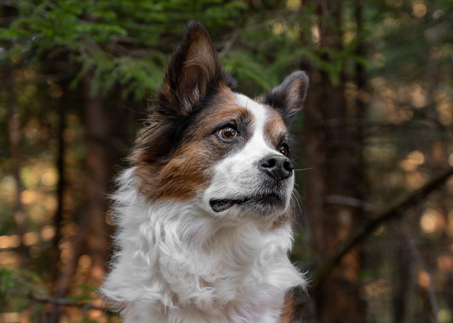 Brown and white Shellion dog looking alert in forest setting.