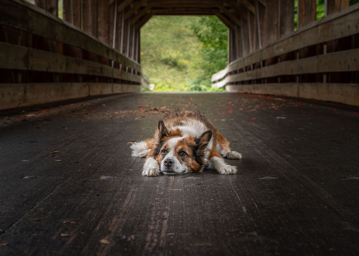Shellion dog resting on wooden covered bridge floor.