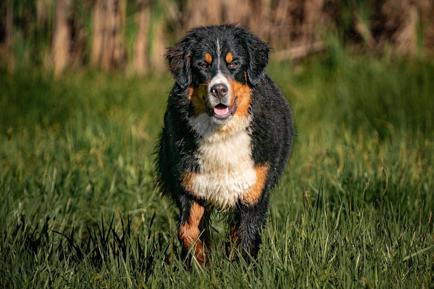 A Bernese Mountain Dog runs joyfully through a green field with its black, brown and white coat shining in the sunlight.