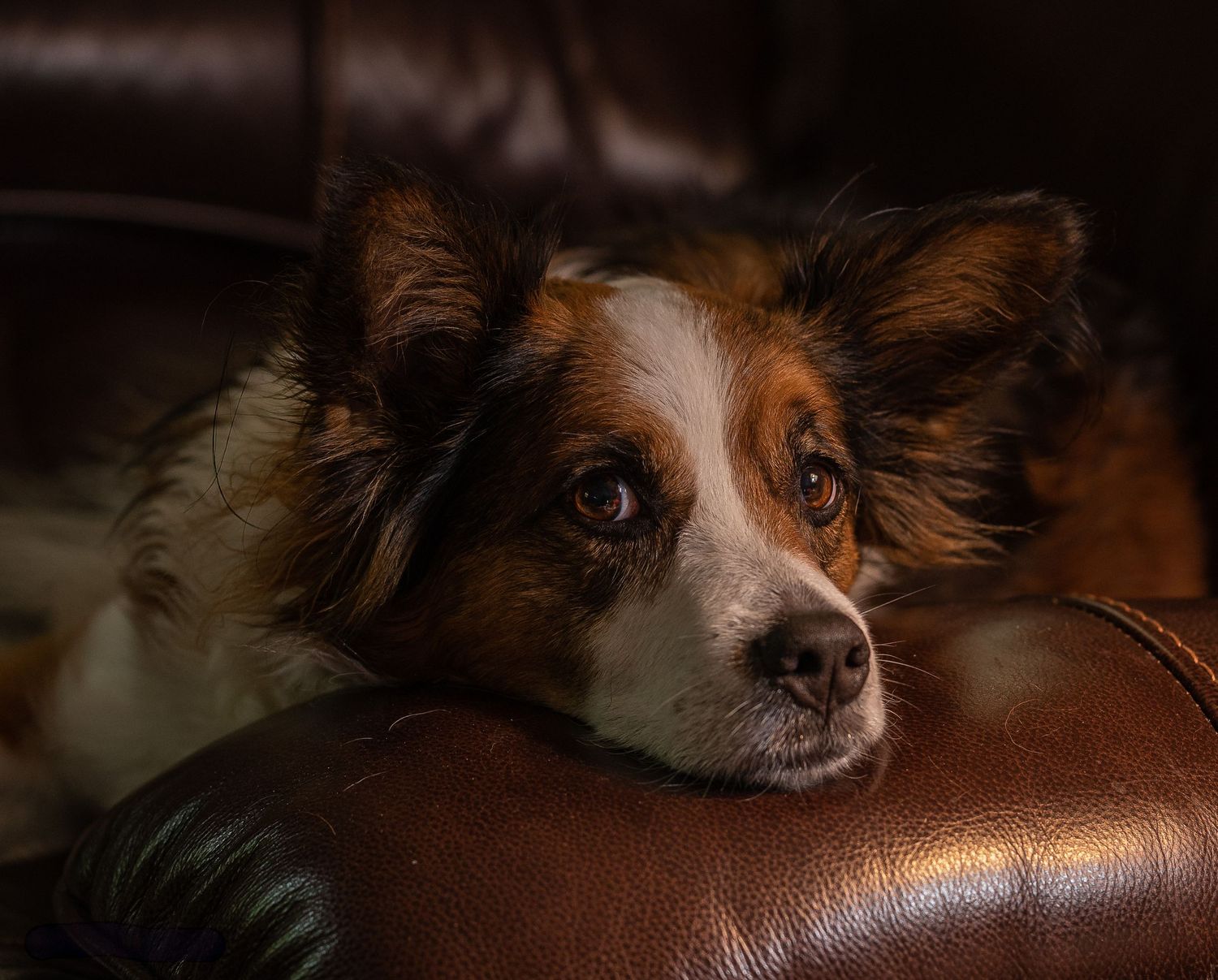 Close up portrait of Shellion dog resting on leather surface.