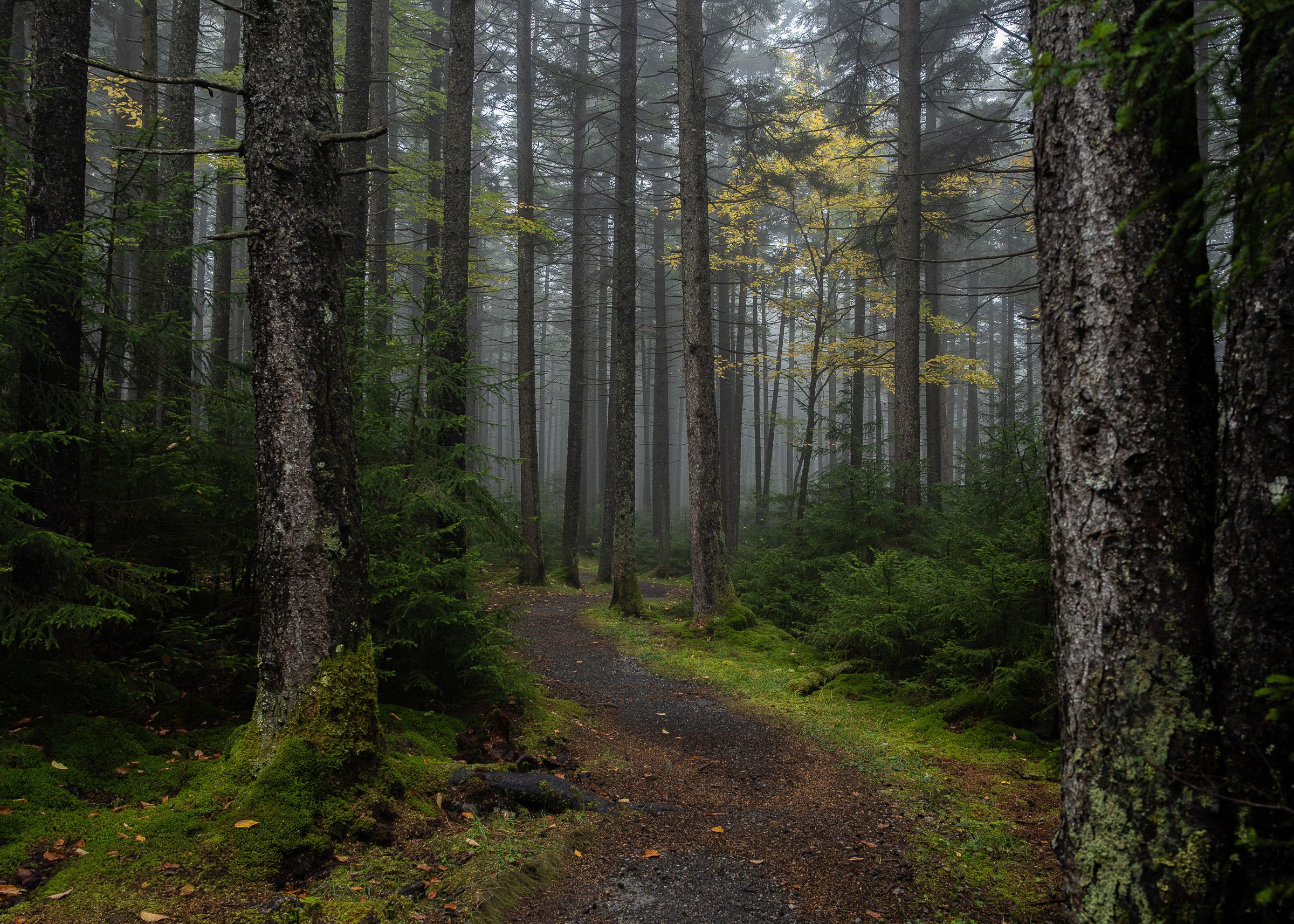 Serene forest path meandering through dense pine trees with moss-covered ground.