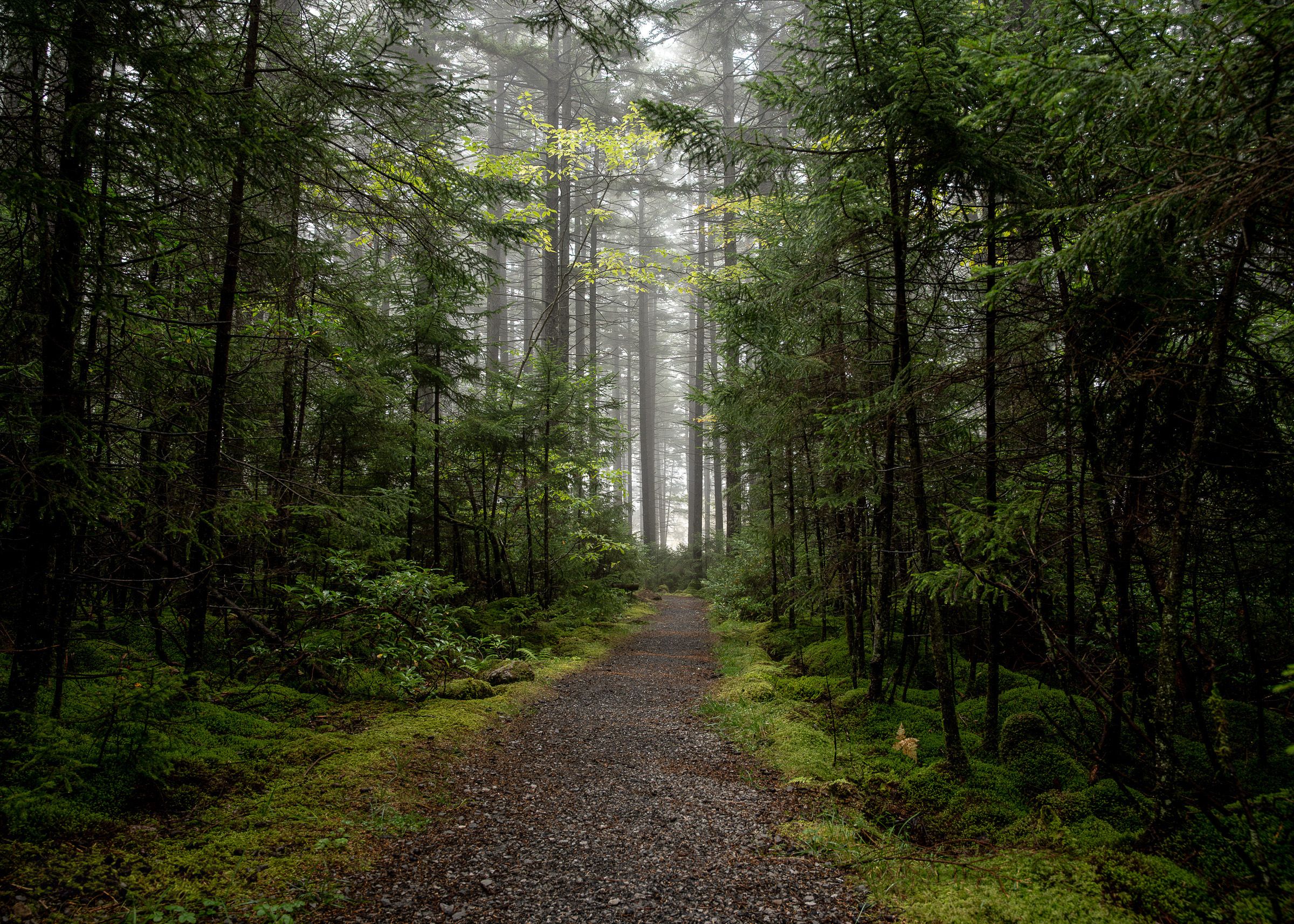 Tranquil woodland trail cutting through a lush green forest with towering pine trees.