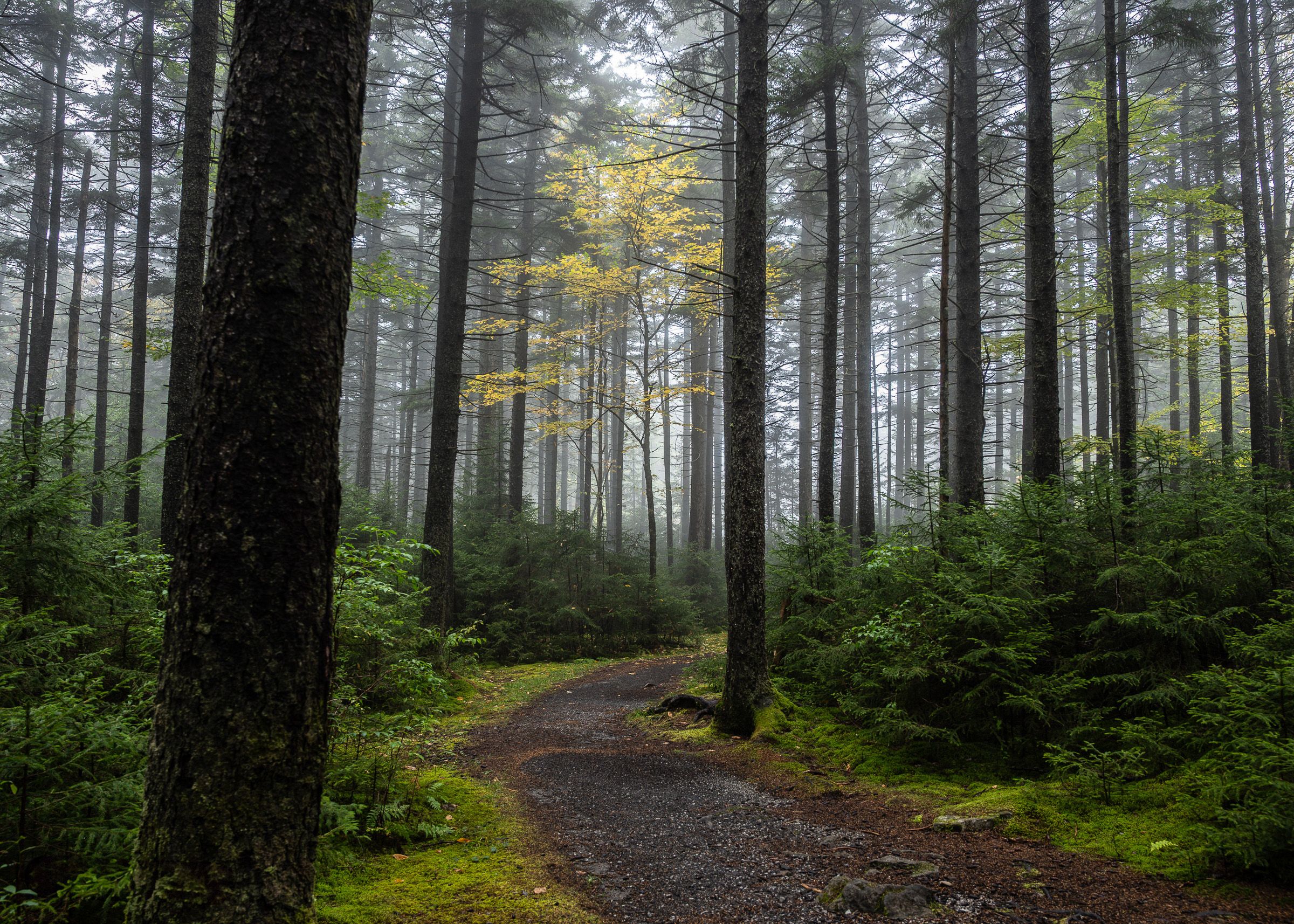 Misty forest trail winding through tall evergreen trees with dappled sunlight filtering through the canopy.