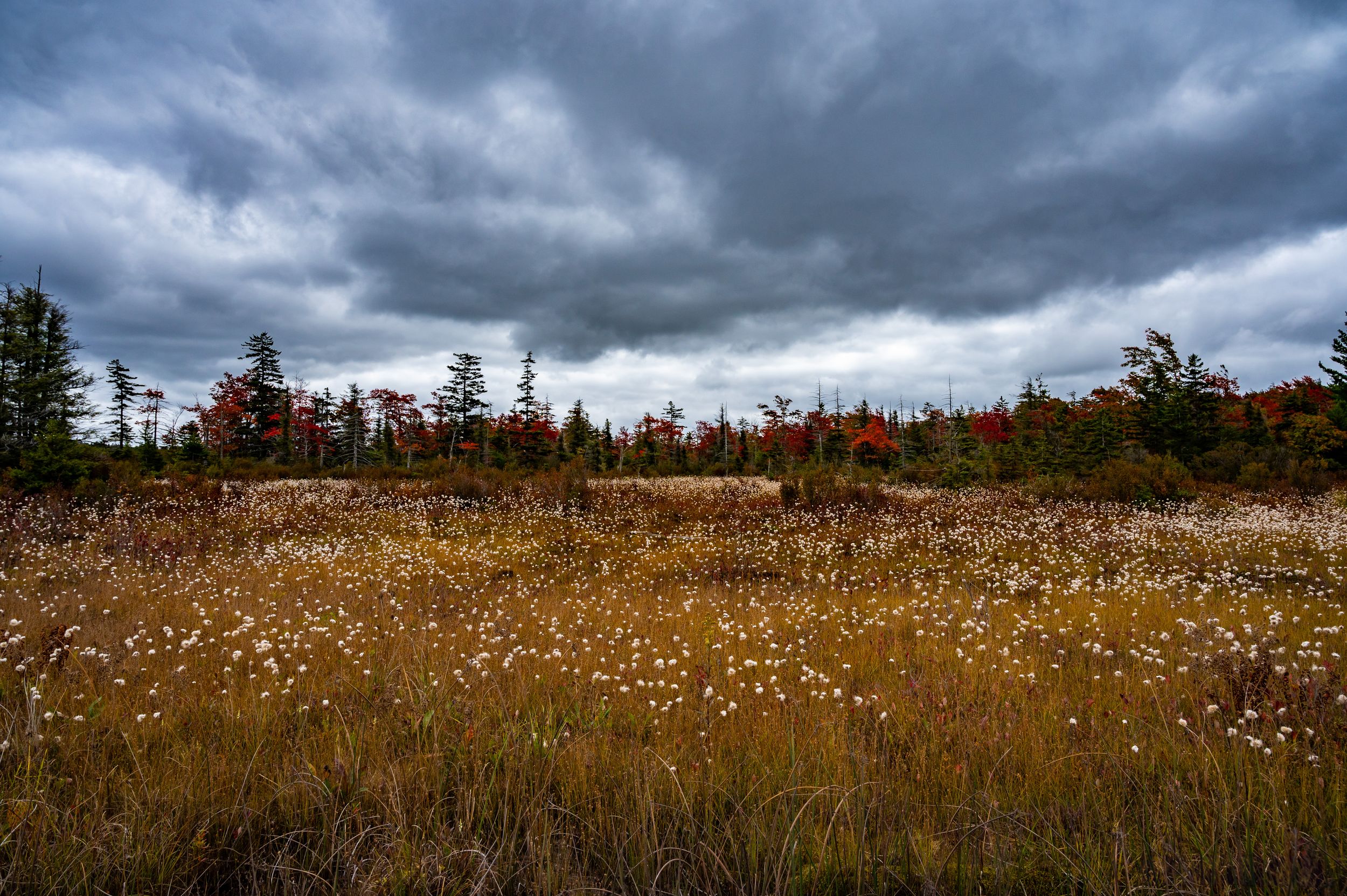 Dramatic storm clouds rolling over a wild meadow filled with white wildflowers.