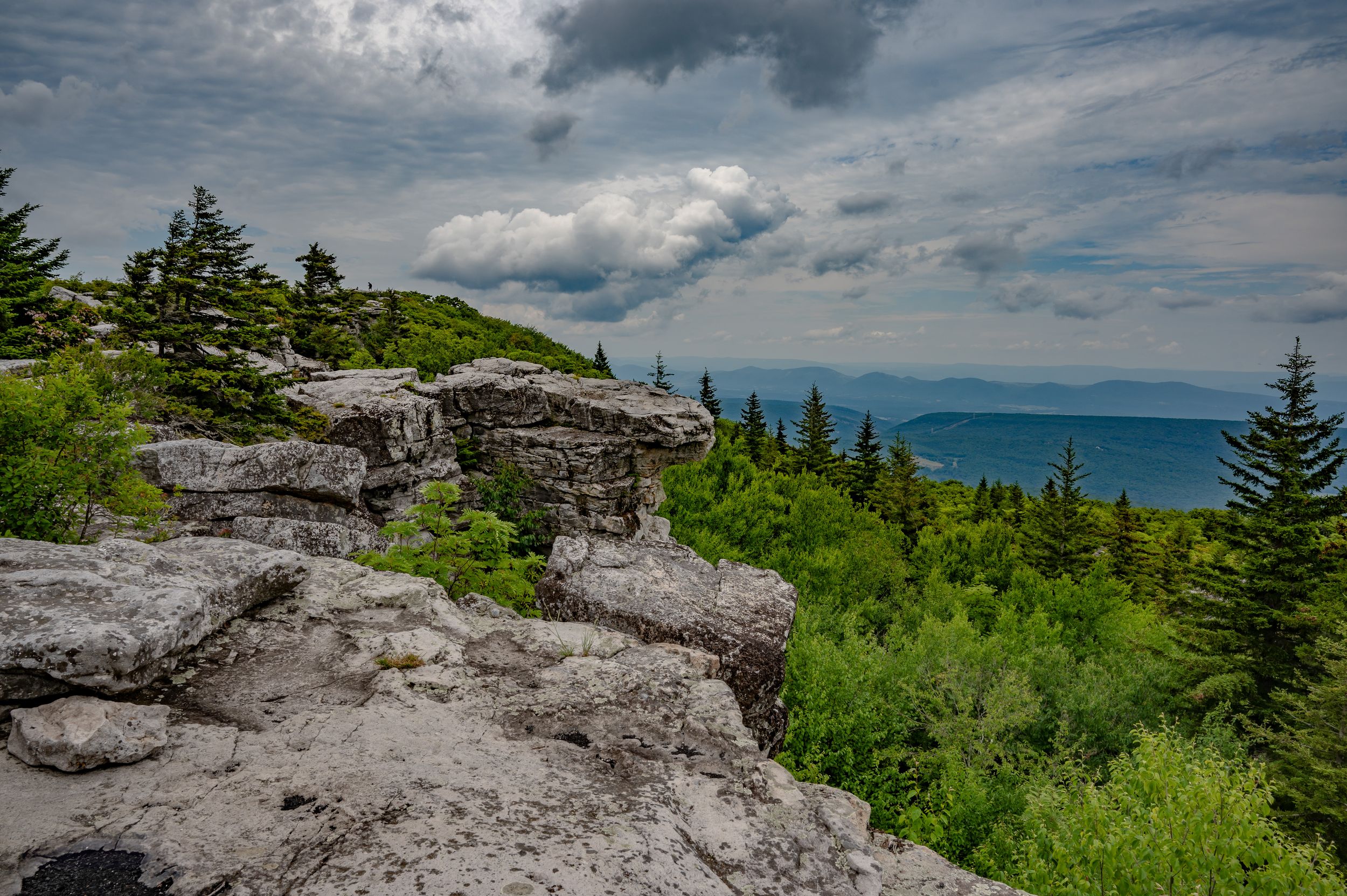 Panoramic coastal landscape with rocky cliffs, evergreen trees, and blue ocean views.