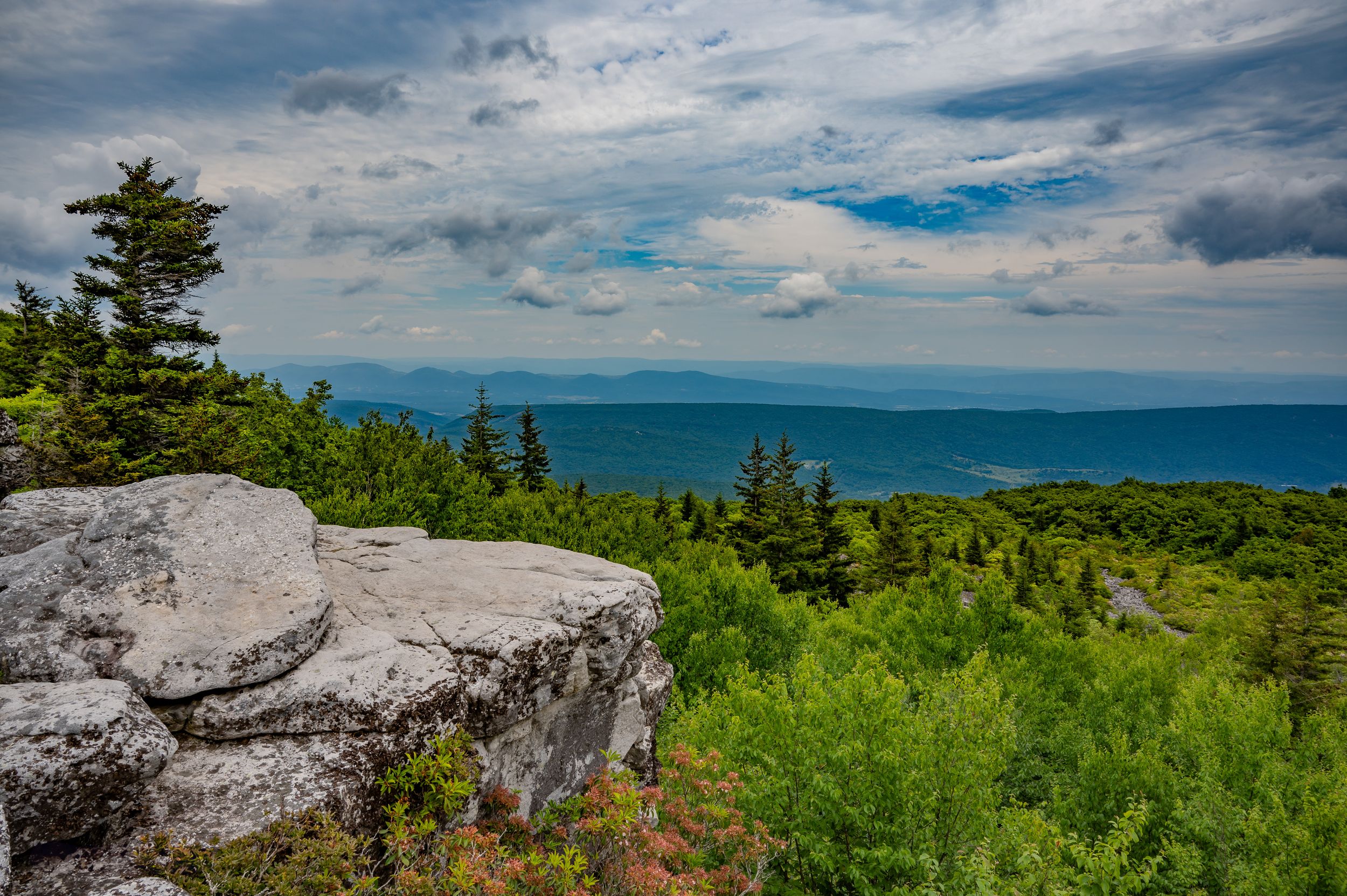 Sweeping vista of ocean coastline from rocky overlook with scattered pine trees and cloudy skies.