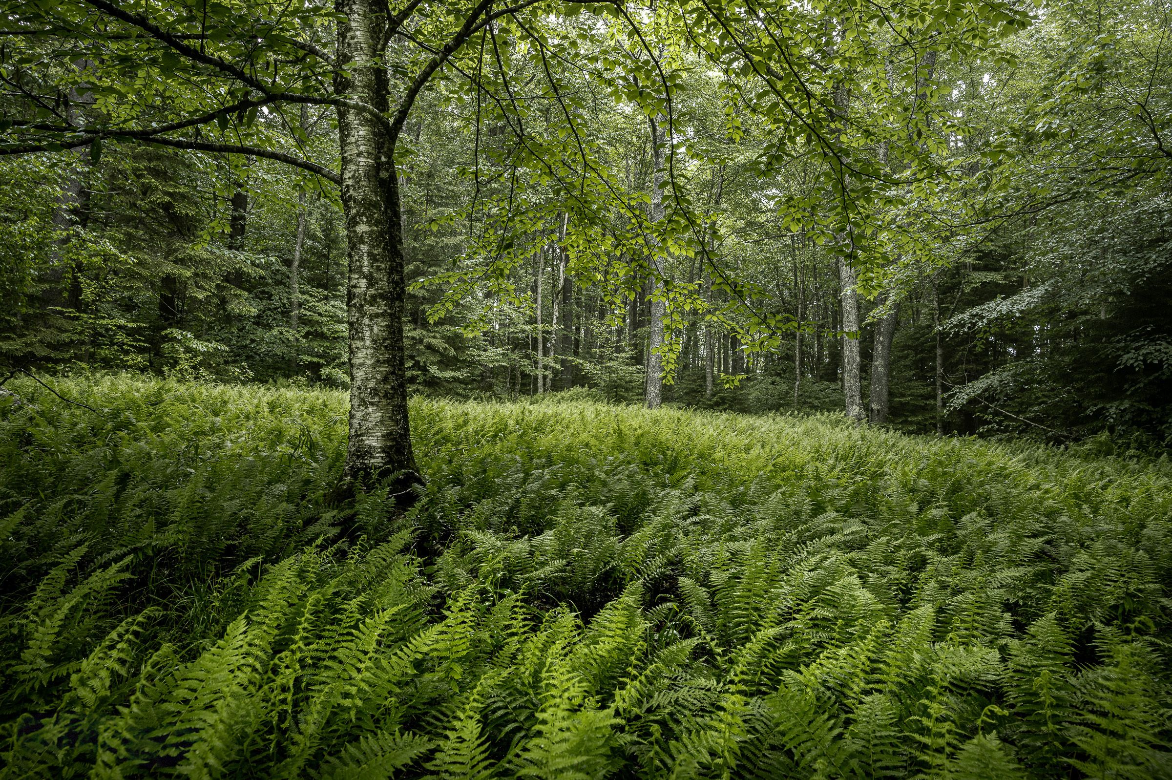 Lush green ferns line a forest trail surrounded by tall trees and dense summer foliage.