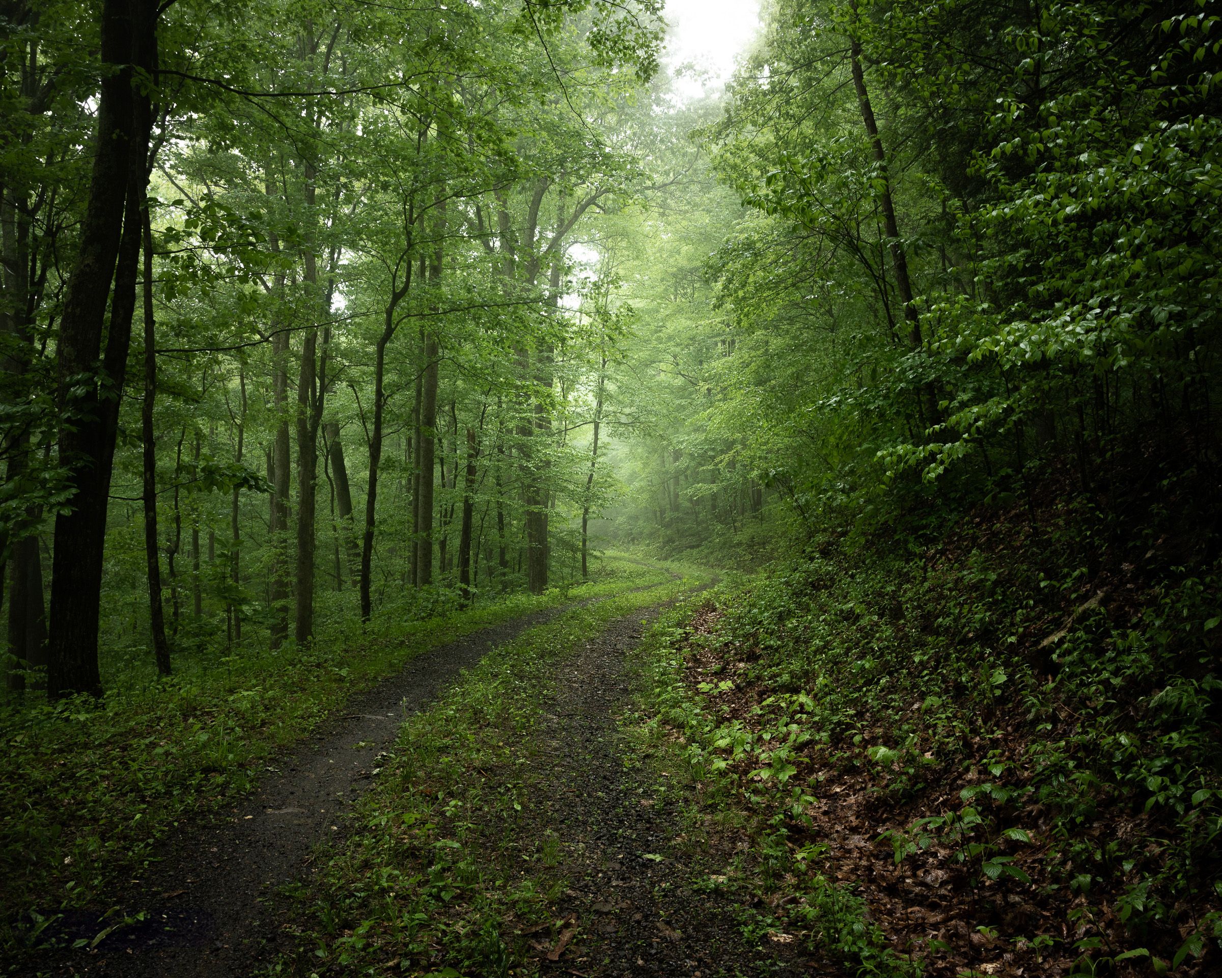 A foggy dirt path meanders through a verdant summer forest with thick green vegetation.