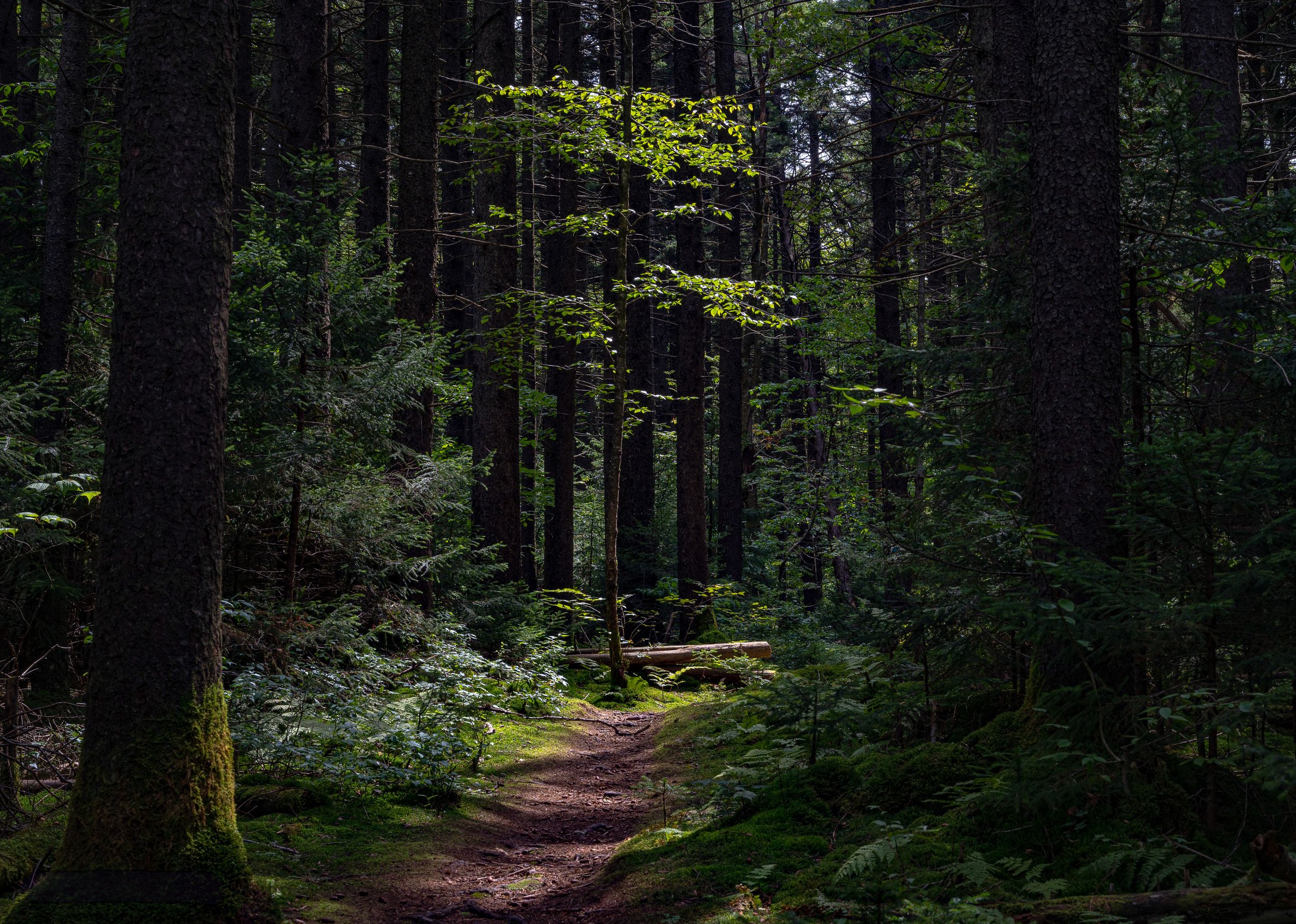 A narrow hiking trail curves through a dense evergreen forest with filtered sunlight.