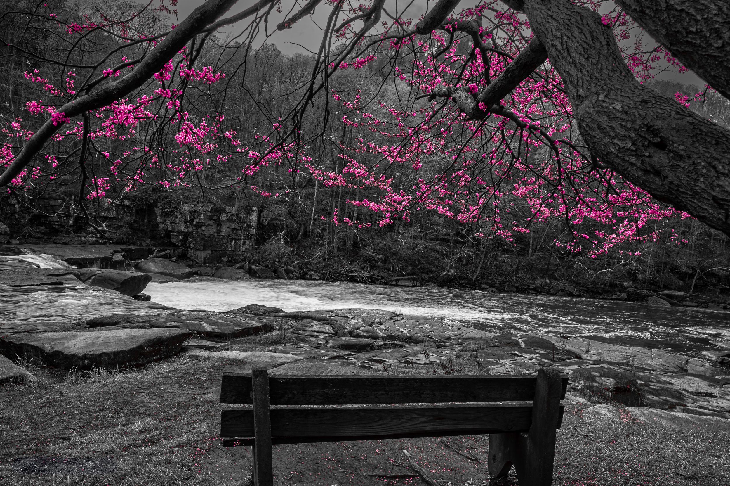 Pink cherry blossoms contrast against dark trees in a black and white landscape with a wooden bench at Valley Falls.