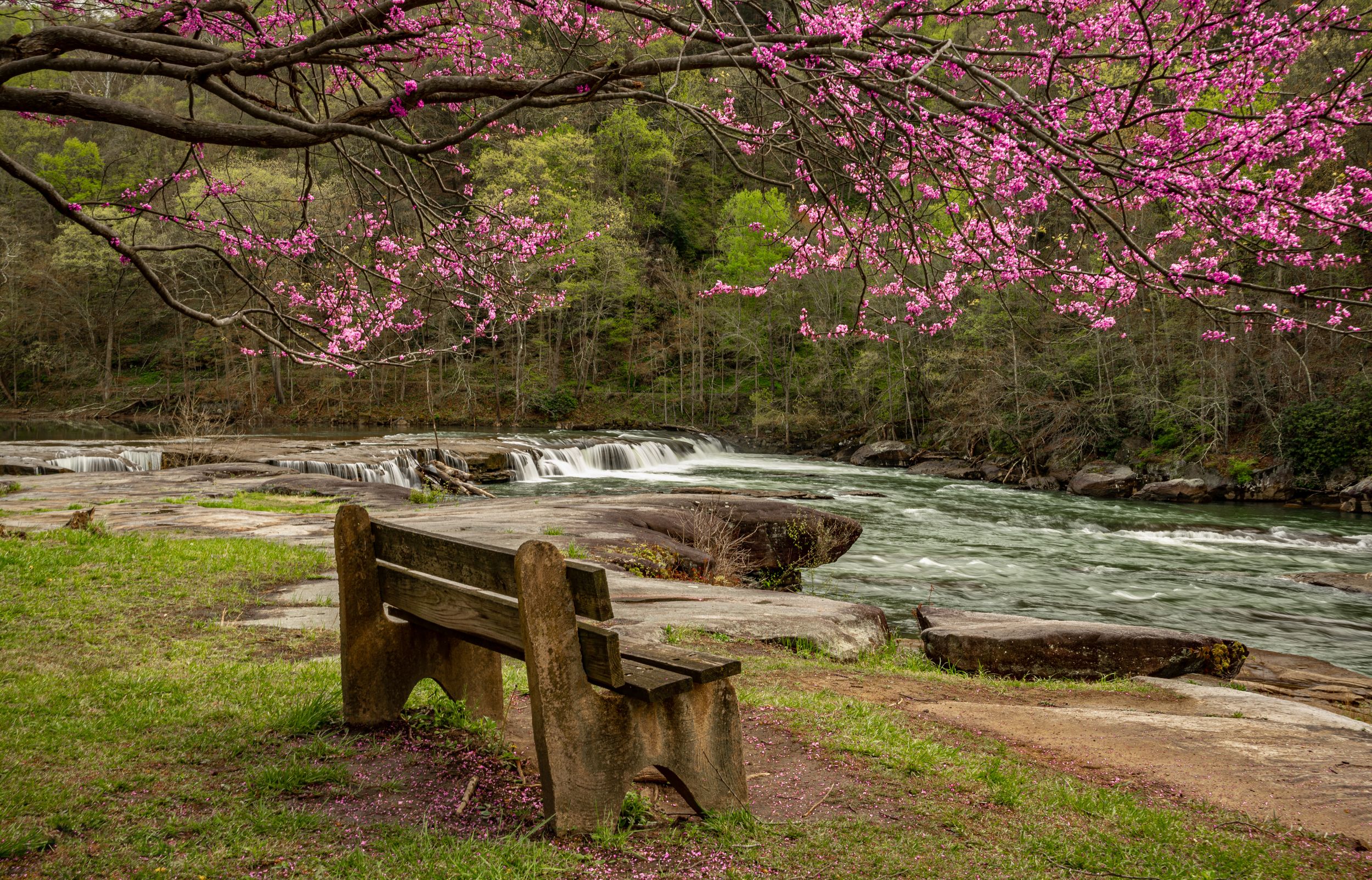 Cherry blossom trees bloom along a rushing river with cascading waterfalls and wooden benches in spring at Valley Falls.