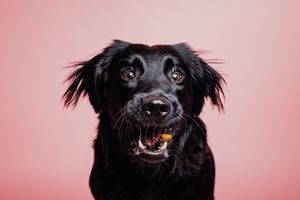 Black dog with shaggy fur shows different playful facial expressions against a pink background.