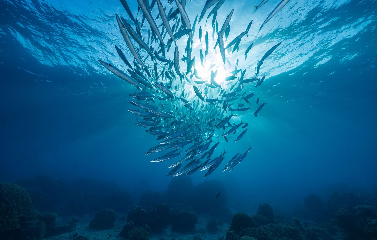 A mesmerizing school of silvery fish swirls in formation beneath sunlit blue waters.