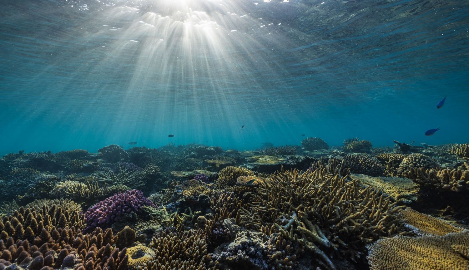 Sunbeams pierce through clear blue water over a vibrant coral reef ecosystem.