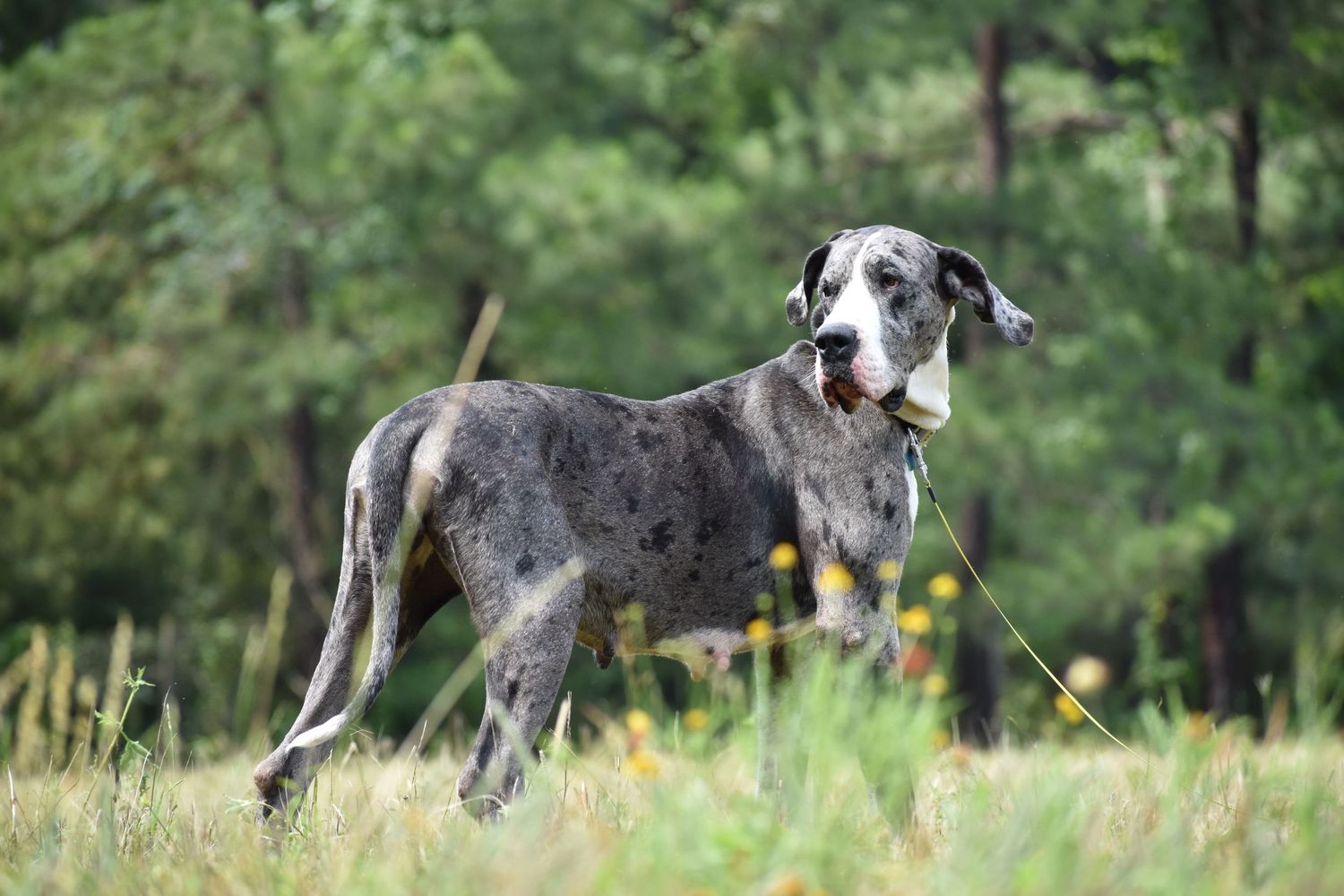 Spotted Great Dane running and playing in a grassy field with trees in background.