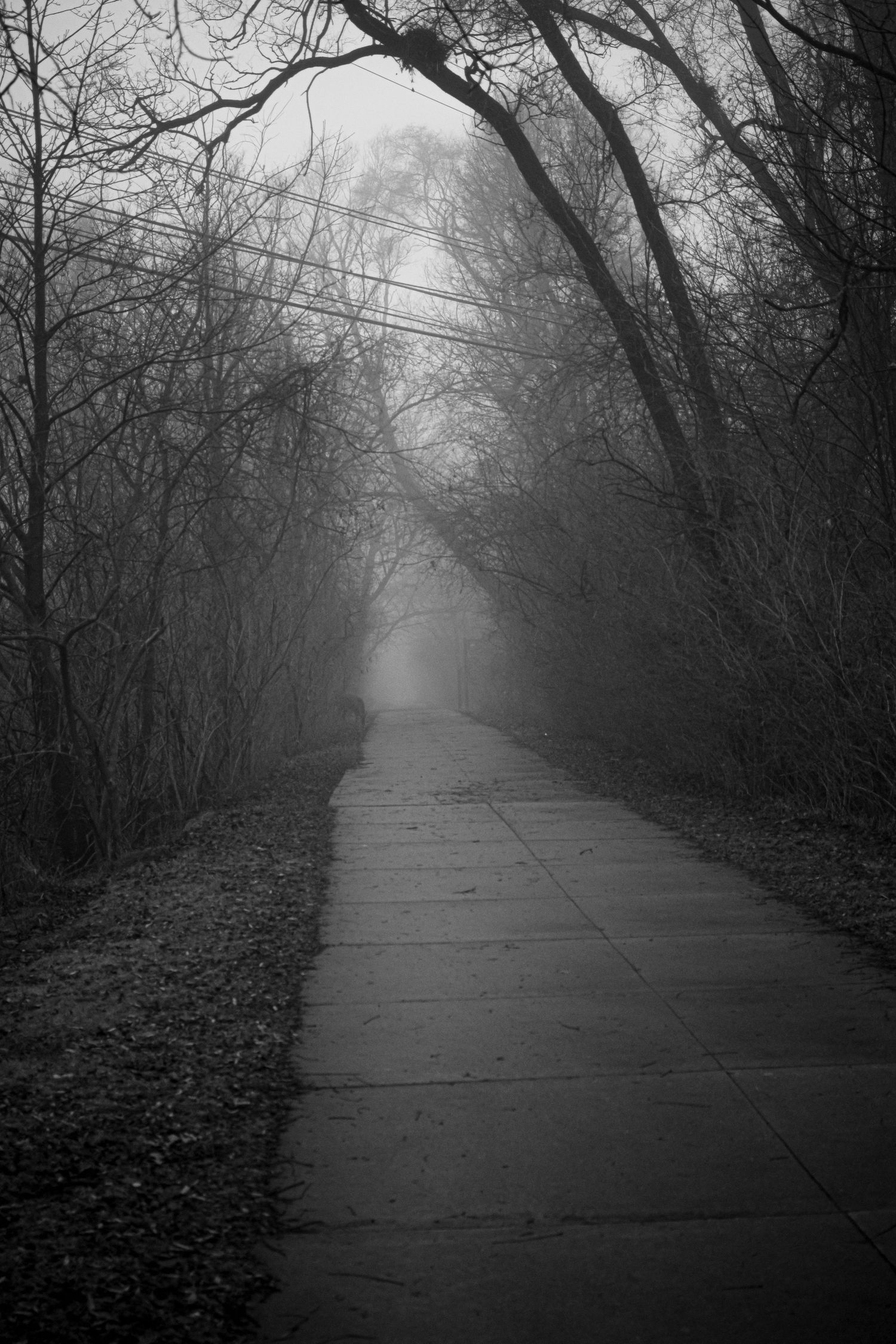 Misty concrete path through bare winter trees creating mysterious tunnel effect.