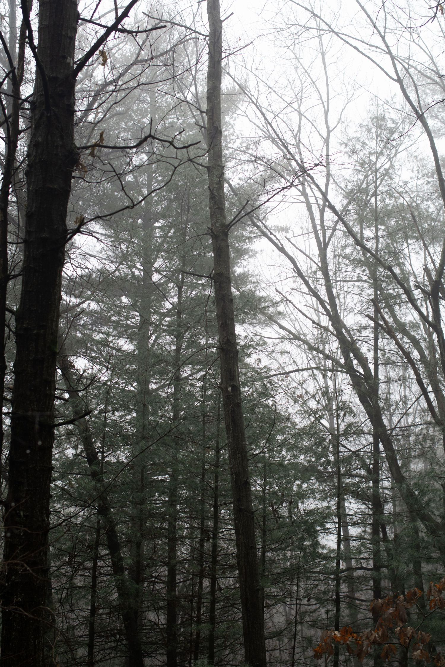 Misty winter forest with tall evergreen trees and bare branches creating a moody atmosphere.