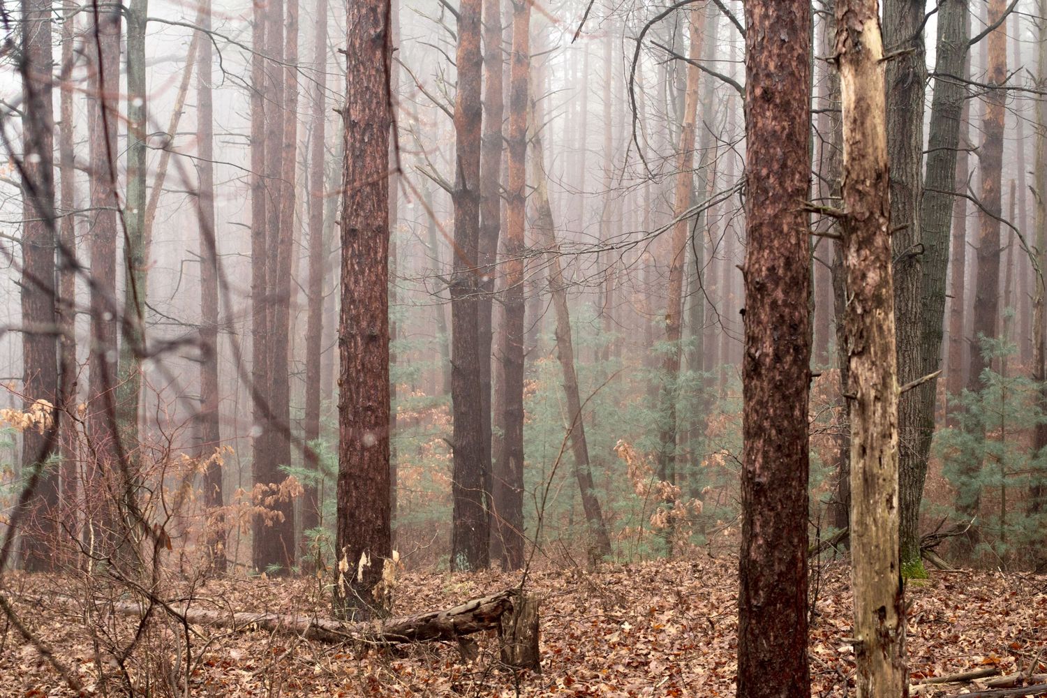 Foggy forest landscape with pine trees and fallen autumn leaves covering the ground.